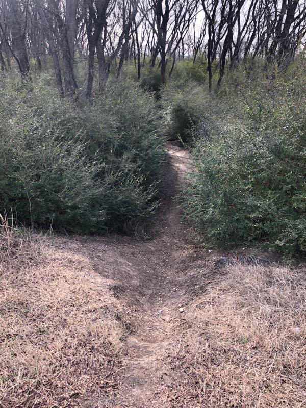 A narrow dirt path leads through a densely wooded area, flanked by thick shrubs and bare trees in the background. The ground is dry and covered with patches of grass and fallen leaves. Gateway Park mountain bike trail.