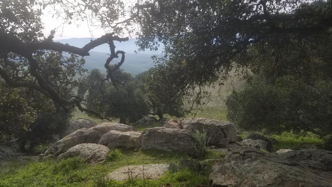 A scenic view of a hilly landscape framed by overhanging branches of oak trees, with large rocks scattered across a grassy area. The background features rolling hills under a cloudy sky, creating a serene and natural atmosphere. Brushy Peak Regional Preserve mountain bike trail.