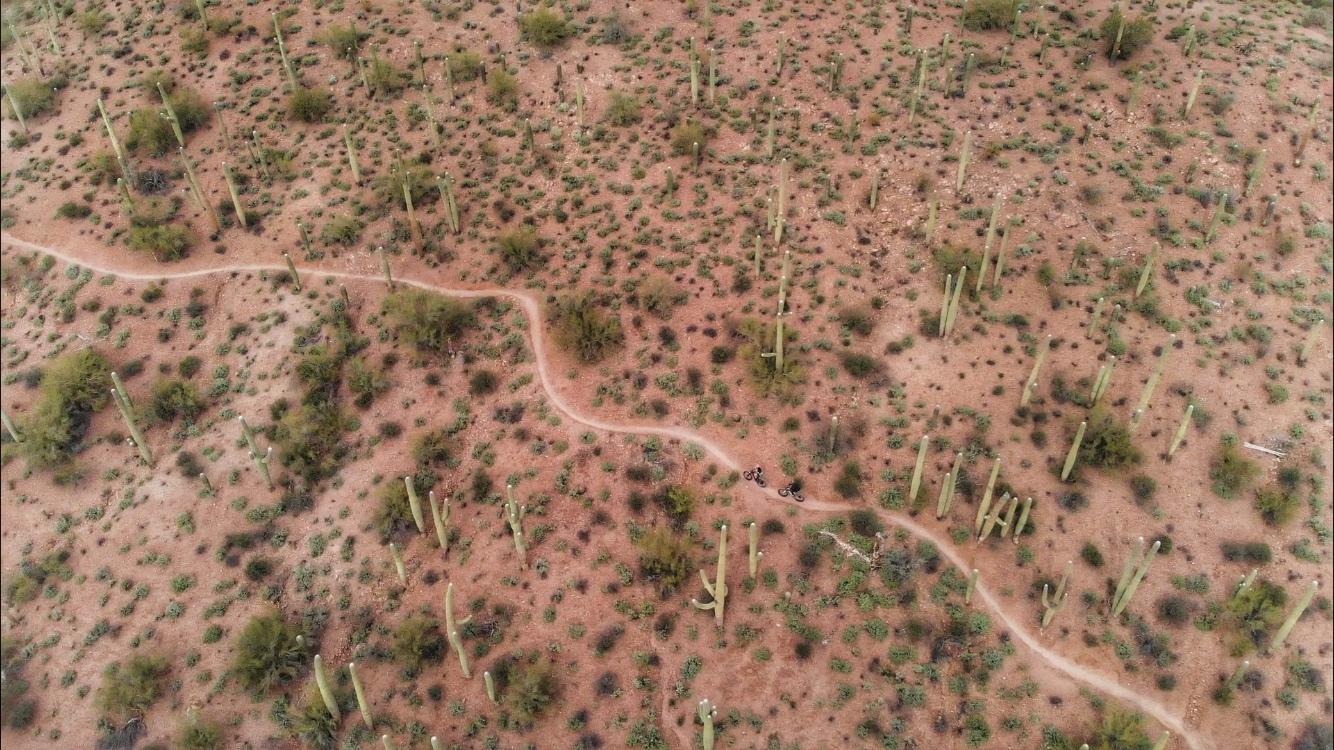 Aerial view of a desert landscape featuring a winding dirt path surrounded by numerous tall cacti and sparse vegetation. The ground is a reddish-brown color, showcasing the natural beauty and rugged terrain of the area. Sweetwater Preserve mountain bike trail.