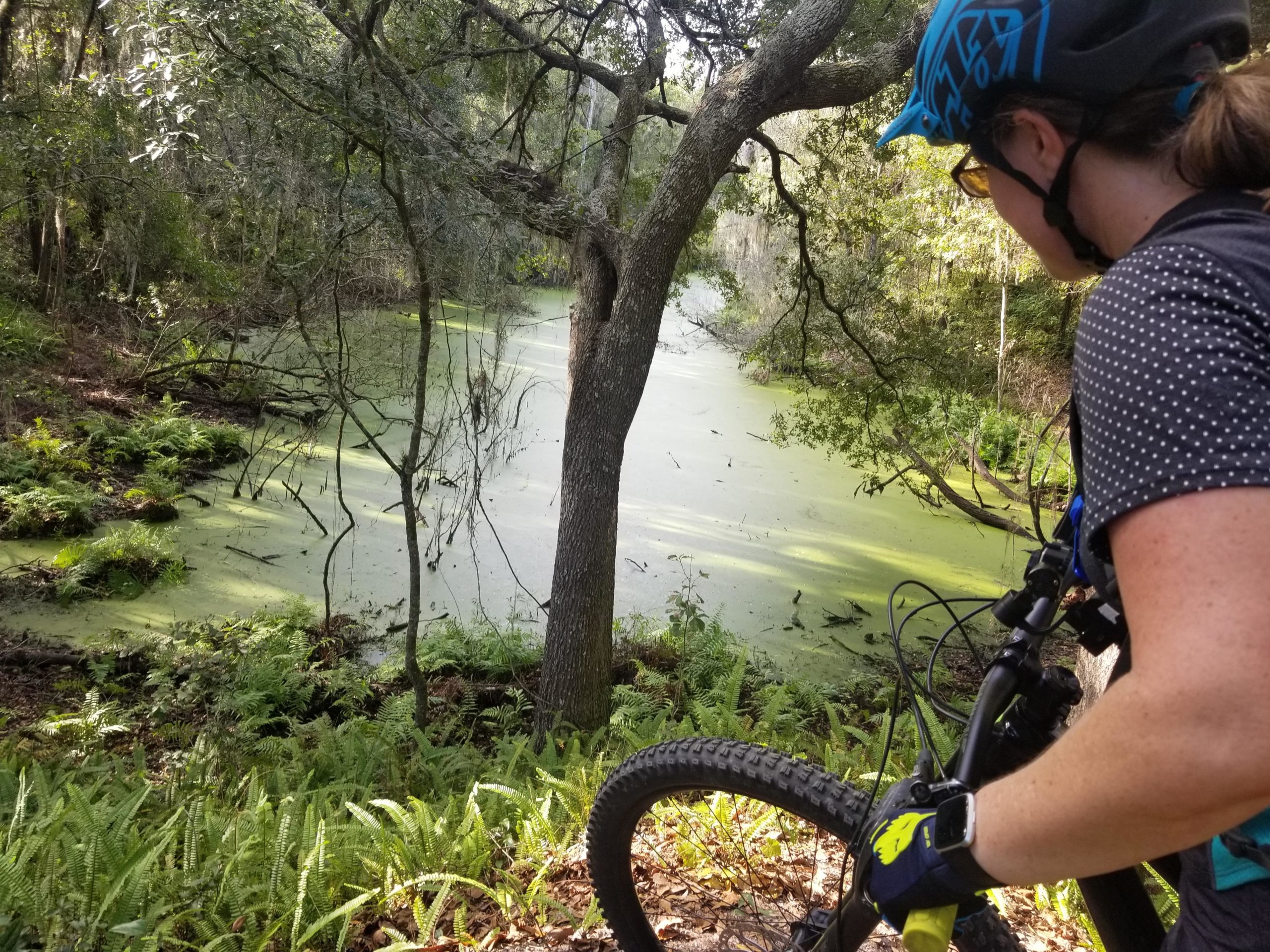 A person wearing a blue helmet and gloves stands beside a bike, looking at a serene pond covered with green algae, surrounded by lush ferns and trees in a wooded area. Alafia River State Park mountain bike trail.