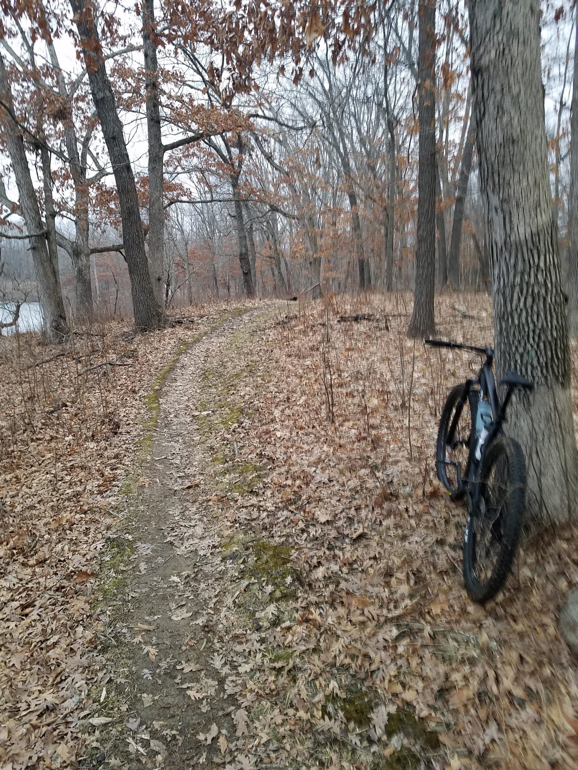 A winding dirt path through a forest with bare trees and fallen leaves, featuring a mountain bike leaning against a tree. The scene is set in a tranquil, natural environment. Camp Camfield mountain bike trail.