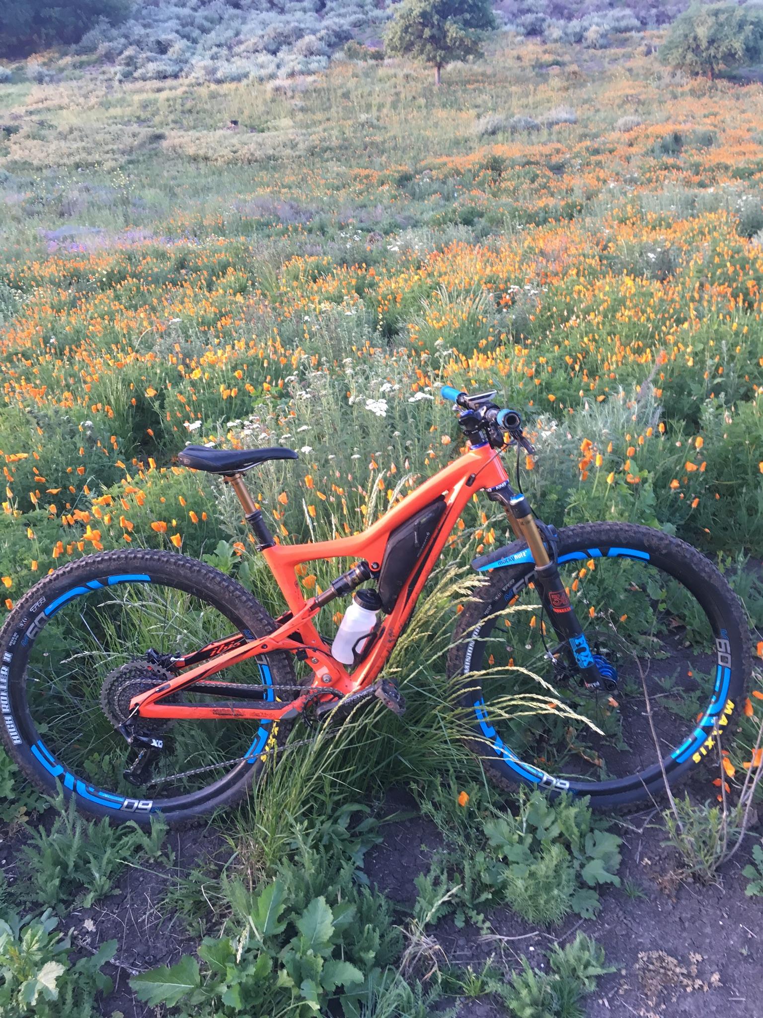 Ibis Ripley: Alt text: An orange mountain bike with blue accents is parked in a vibrant field of orange and white wildflowers, surrounded by green grass and bushes. The scene captures a picturesque outdoor setting.
