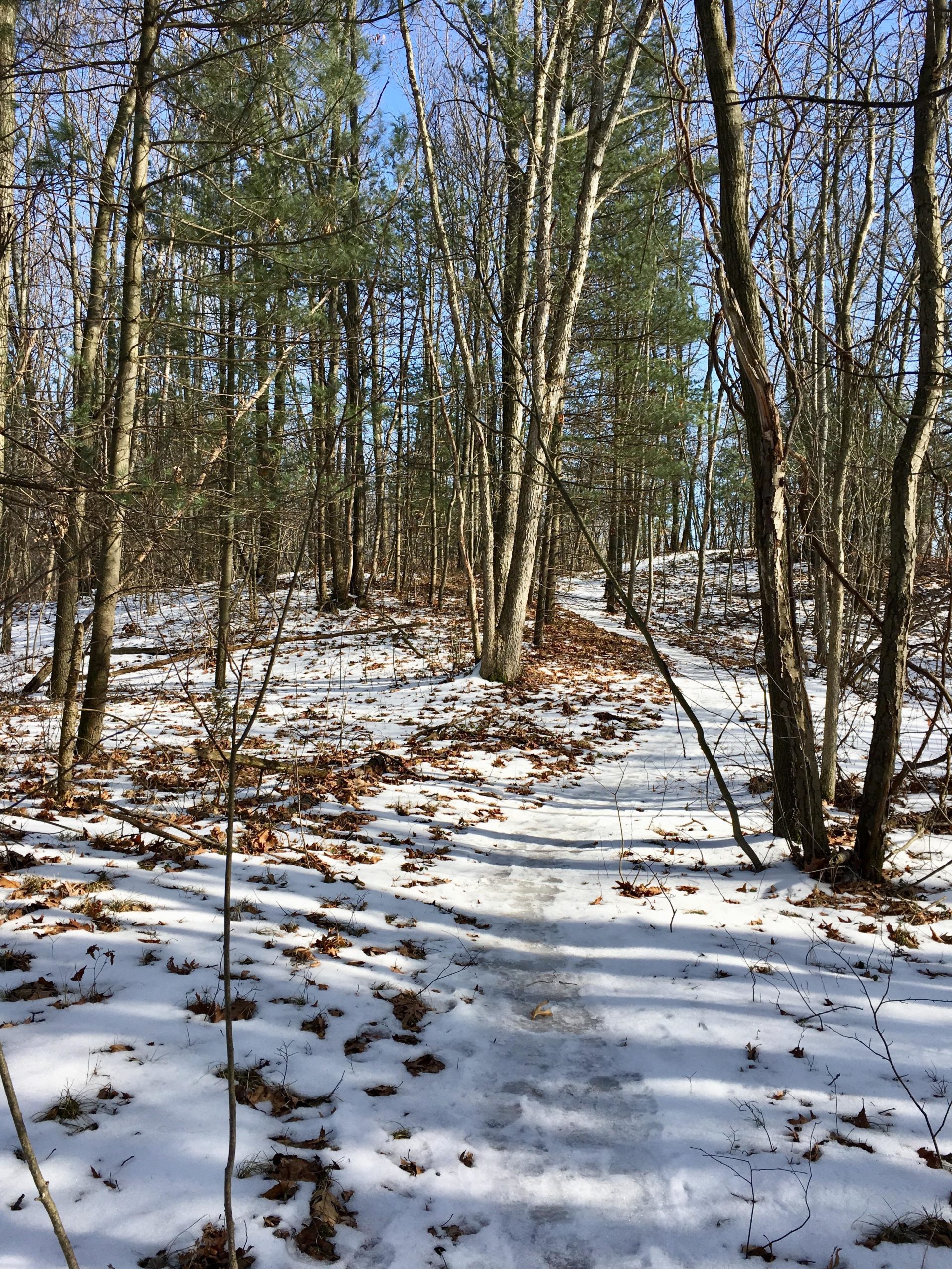 A snow-covered pathway winding through a forest, surrounded by tall trees and scattered fallen leaves. The sky is clear with some blue visible, indicating a bright winter day. Sunlight casts soft shadows on the snow, creating a serene and tranquil atmosphere. Pinery Provincial Park mountain bike trail.