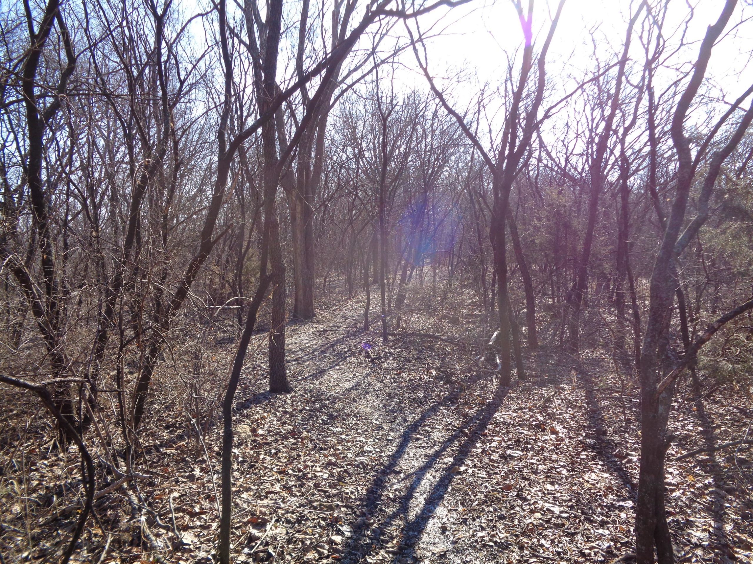 A sunlit trail winding through a dense forest of bare trees, with shadows stretching across the leaf-covered ground. Santa Fe Lake Trail mountain bike trail.