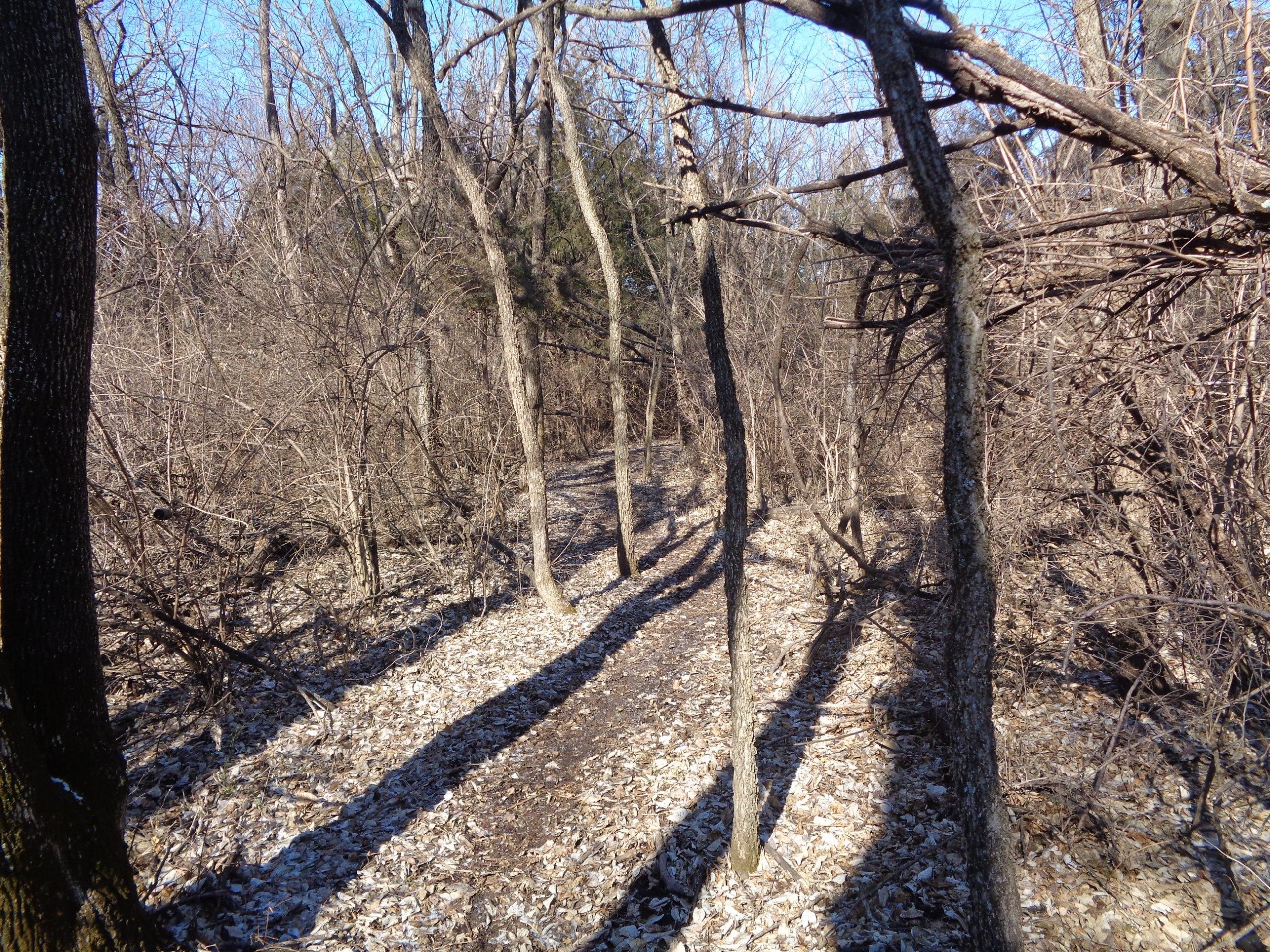 A narrow trail winding through a wooded area in winter, with bare trees and scattered leaves on the ground. The sunlight casts long shadows from the trees, creating a serene and natural atmosphere. Santa Fe Lake Trail mountain bike trail.