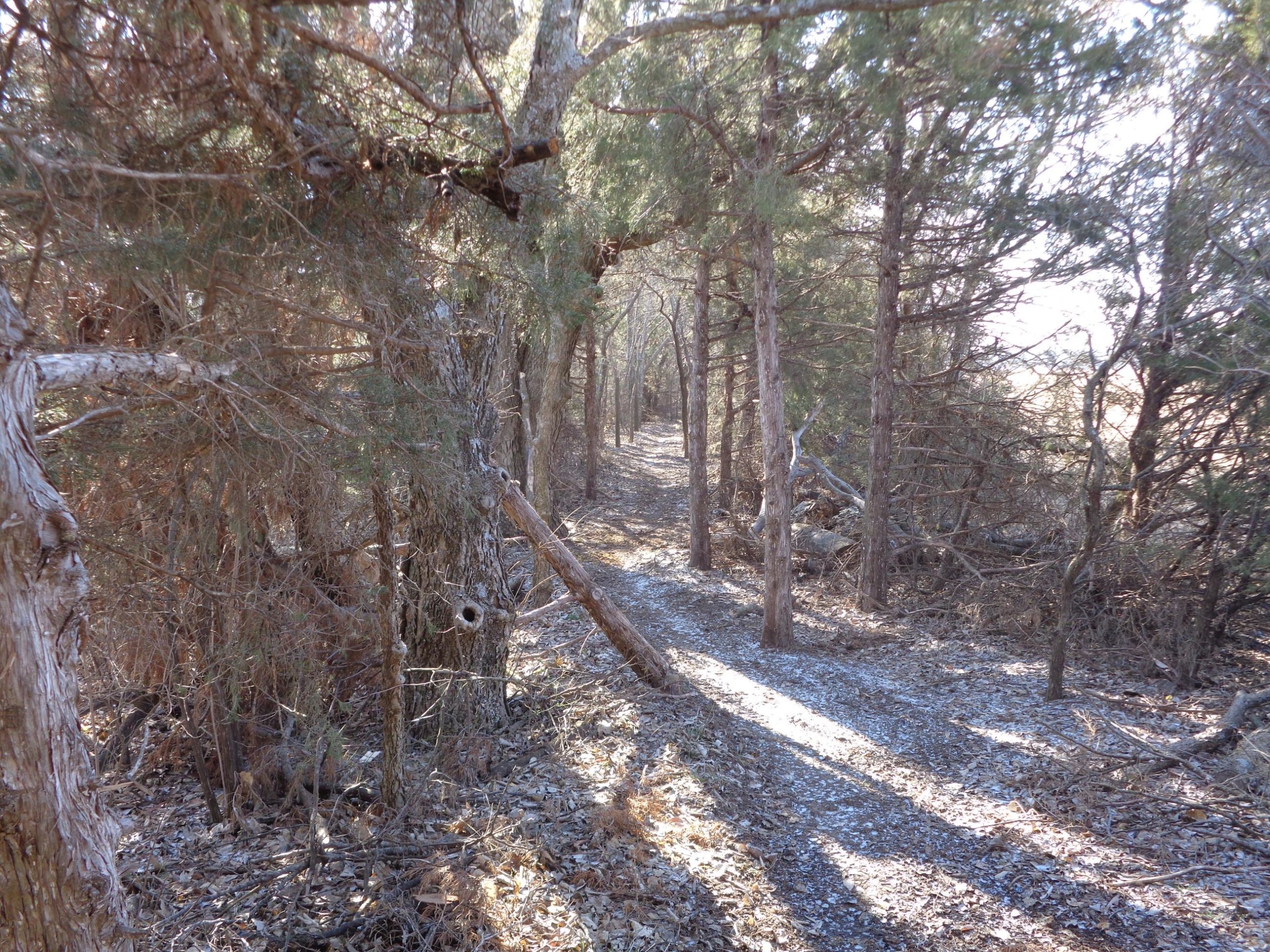 A narrow trail winding through a wooded area, surrounded by tall trees and scattered leaves, with dappled sunlight illuminating the path. Santa Fe Lake Trail mountain bike trail.