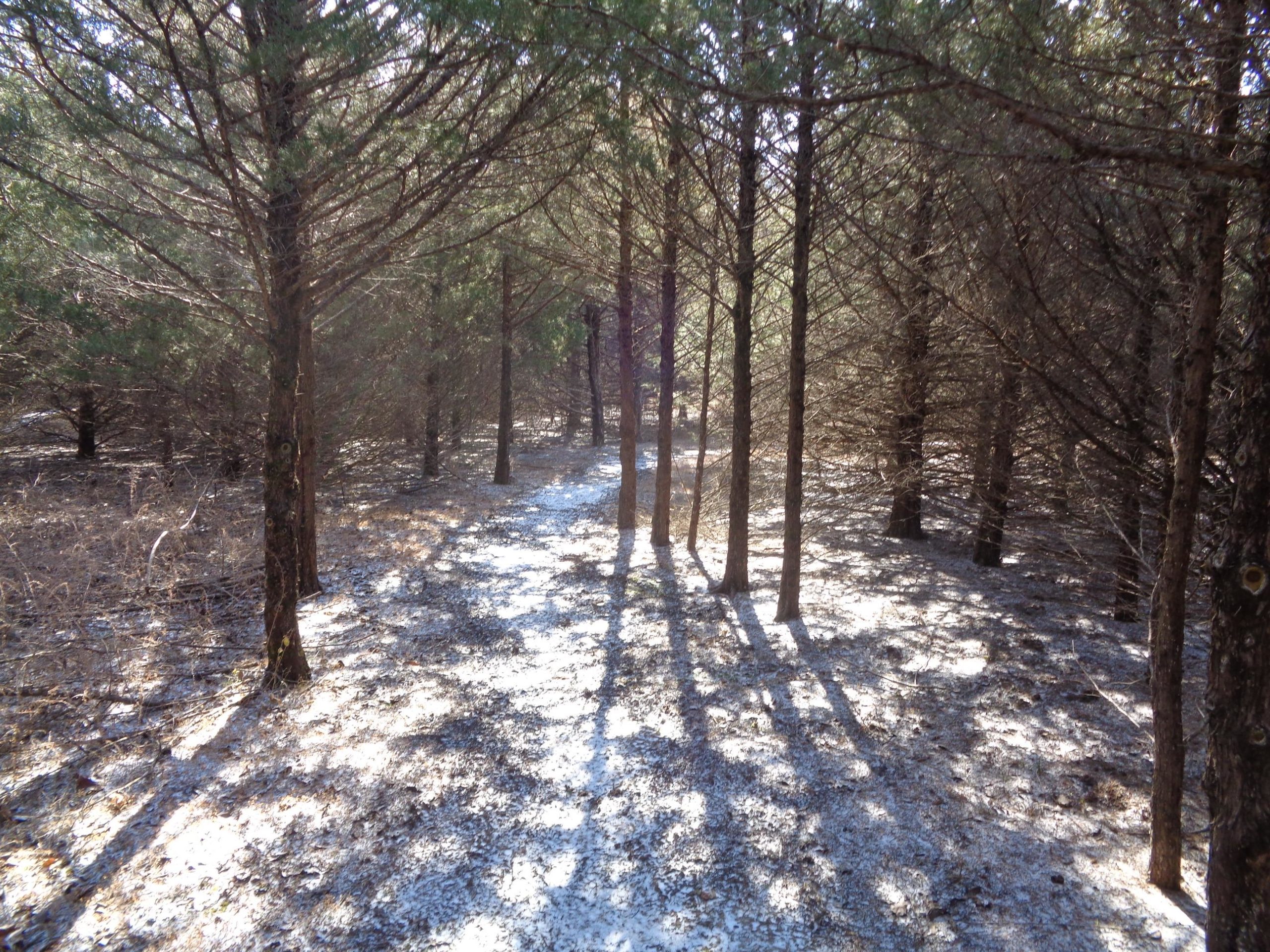 A sunlit forest path winding through tall evergreen trees, with patches of light and shadows on the ground covered in a light layer of frost or snow. Santa Fe Lake Trail mountain bike trail.