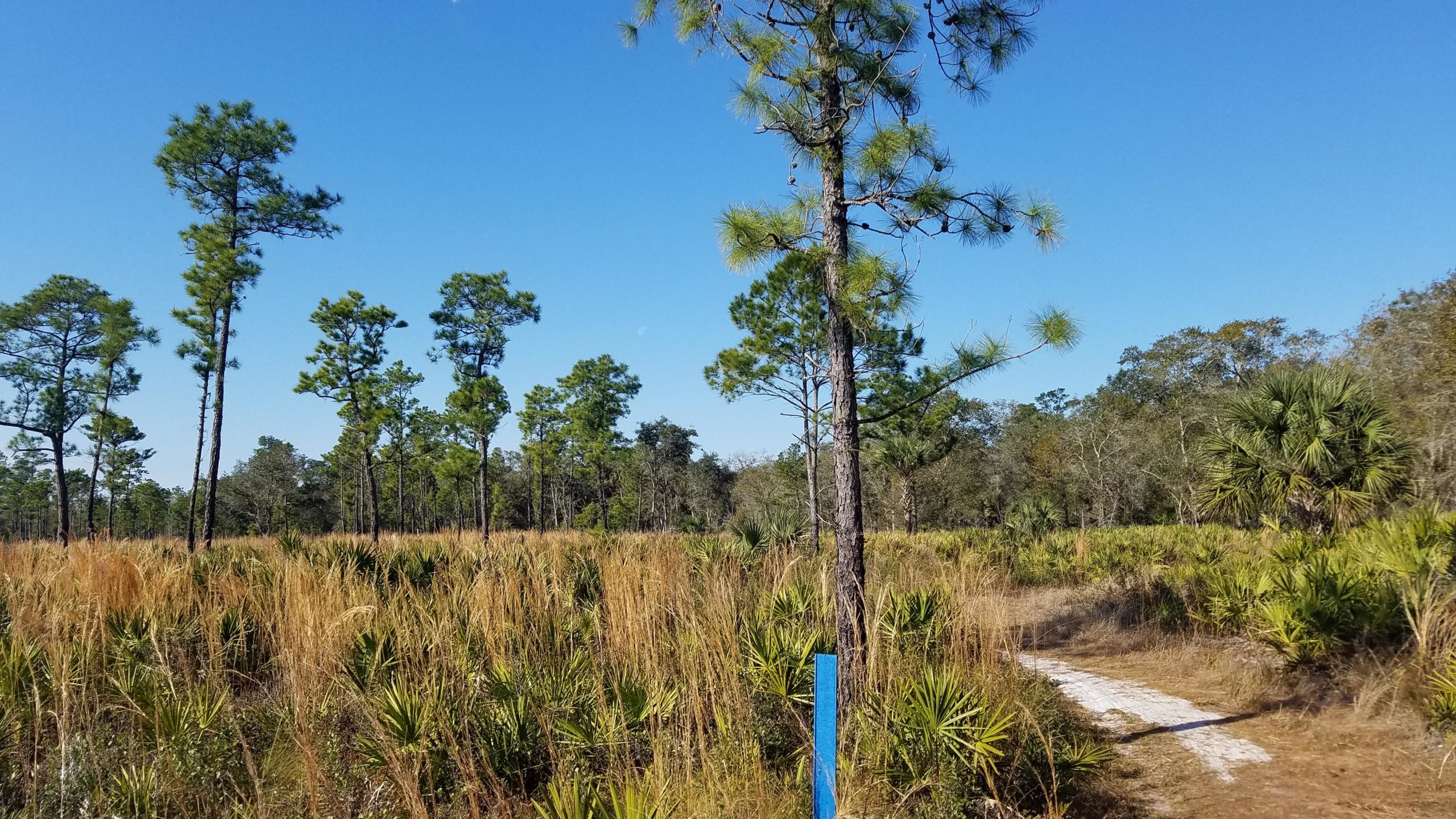 A tranquil landscape featuring tall pine trees and grasses, with a clear blue sky overhead. A white path meanders through the natural setting, surrounded by various plants and scrubs. Little Big Econ State Forest mountain bike trail.