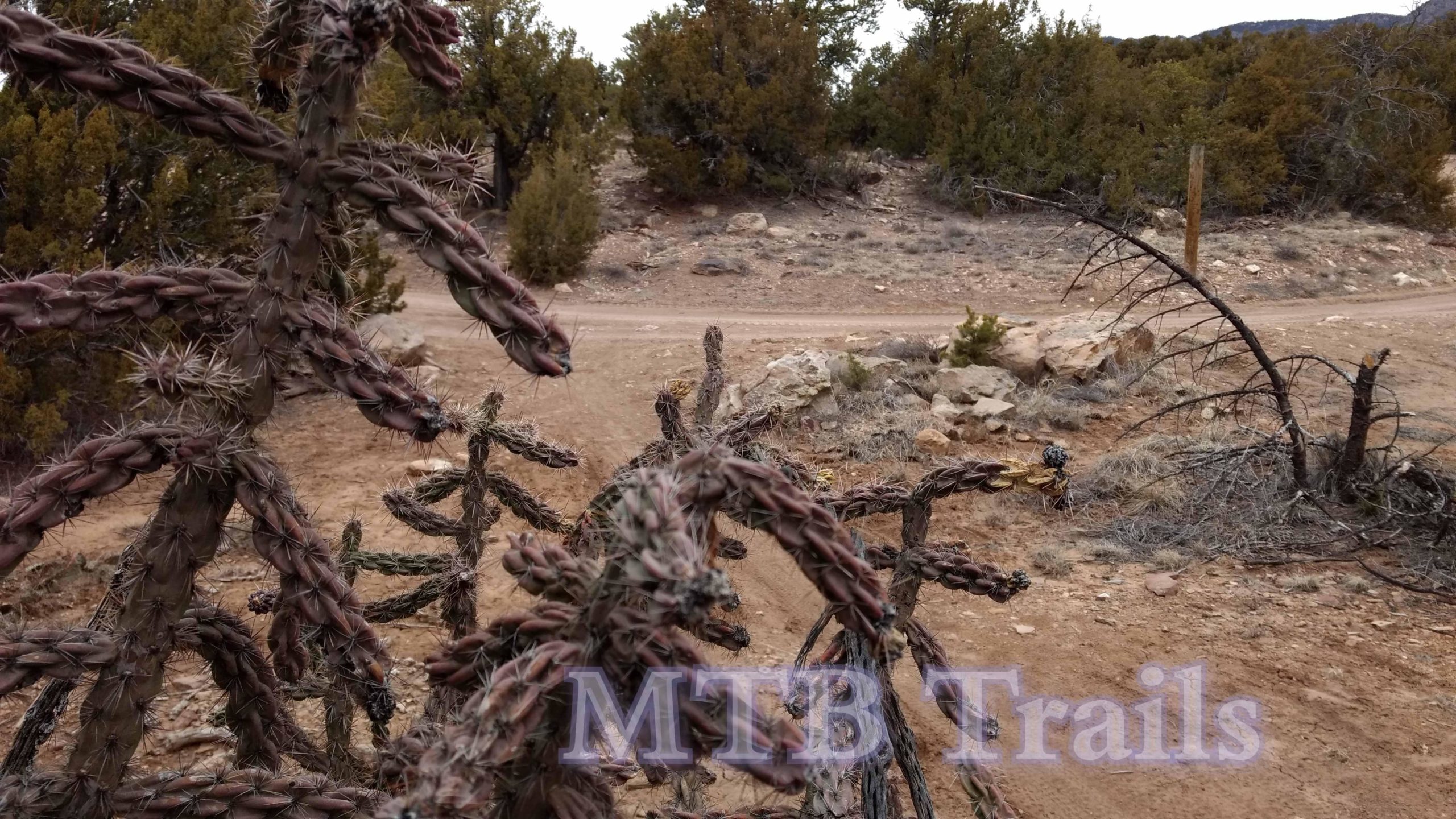 A close-up view of a spiny cactus in a desert landscape, with a dirt trail and distant trees visible in the background. The scene captures the rugged terrain typical of MTB trails. Oil Well Flats mountain bike trail.