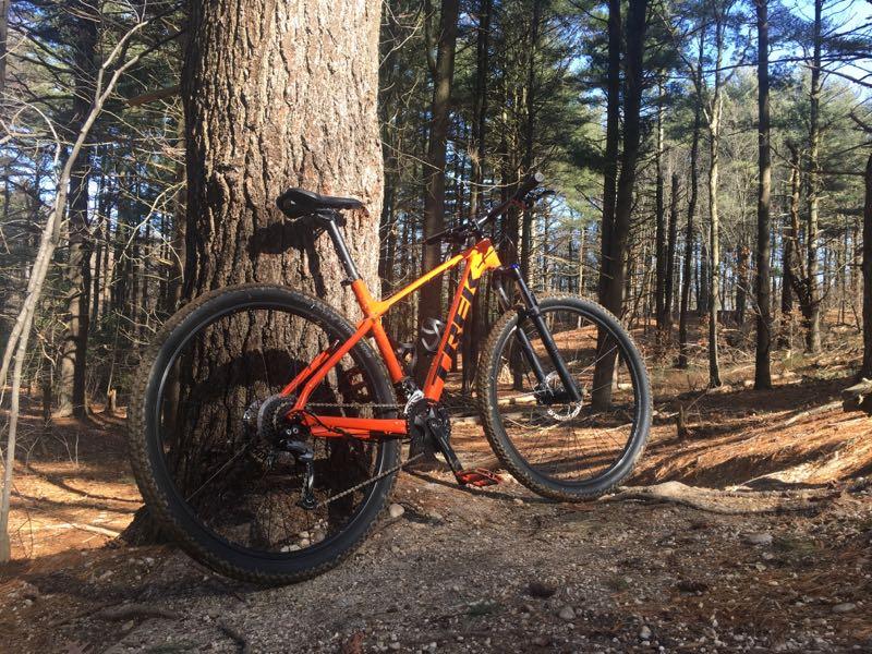 A bright orange mountain bike resting against a large tree in a wooded area, surrounded by tall pine trees and a forest floor covered with fallen leaves and dirt. The scene is well-lit, showcasing the bike's features and the natural landscape. Meadowlark Park mountain bike trail.