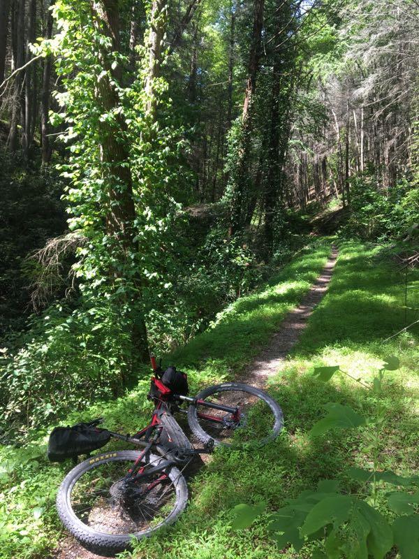 A scenic forest trail with a narrow path surrounded by lush greenery. A mountain bike lies on its side in the foreground, with bags attached to it, indicating a pause in an outdoor adventure. Sunlight filters through the trees, creating a serene atmosphere. Tanasi Trail System mountain bike trail.