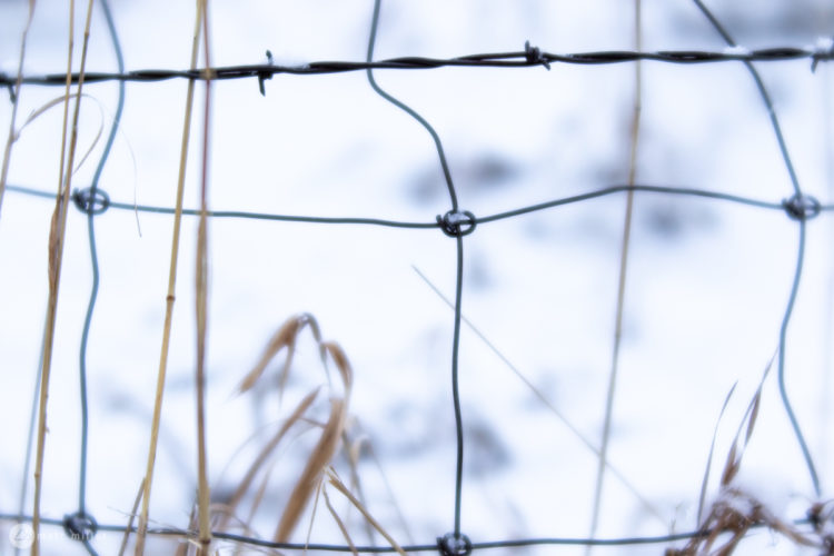Close-up view of a barbed wire fence in a snowy landscape, with dry grasses partially visible in the foreground. The background is soft and blurred, creating a serene, wintry atmosphere.