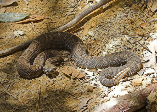 Phoenix Mountain Biker Rides On In Search Of Help After Rattlesnake Bite Singletracks Mountain