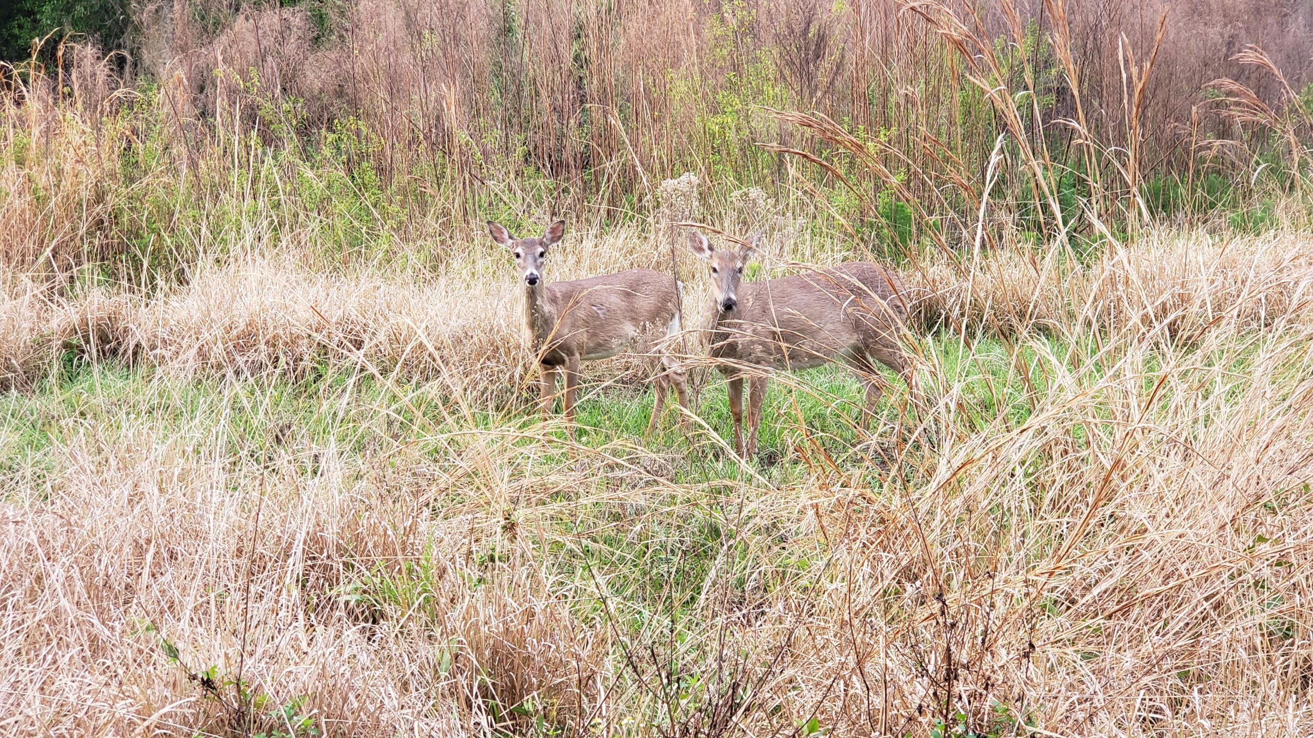 Two deer standing among tall, dry grasses in a natural setting, with green foliage in the background. The deer appear alert and are facing the camera. Alafia River State Park mountain bike trail.