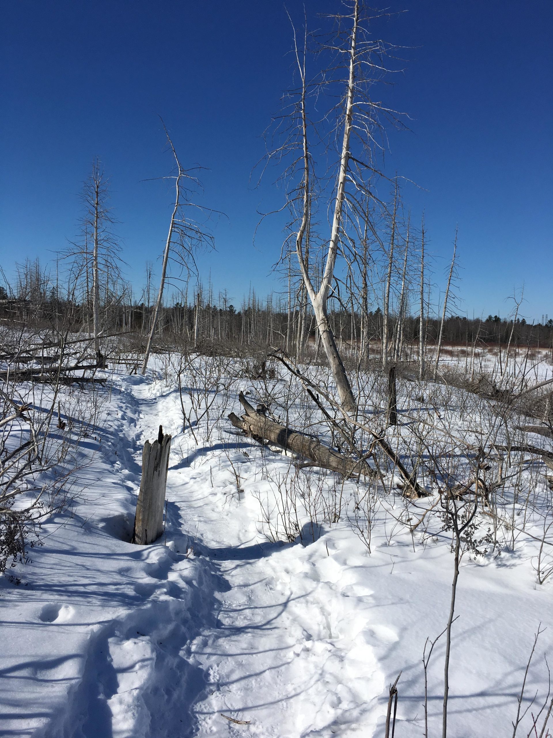 A snow-covered path winding through a barren landscape, featuring frostbitten trees with a clear blue sky above. The ground is blanketed in fresh snow, with scattered fallen branches and a few exposed stumps along the trail. Stony Swamp Conservation Area Trails mountain bike trail.