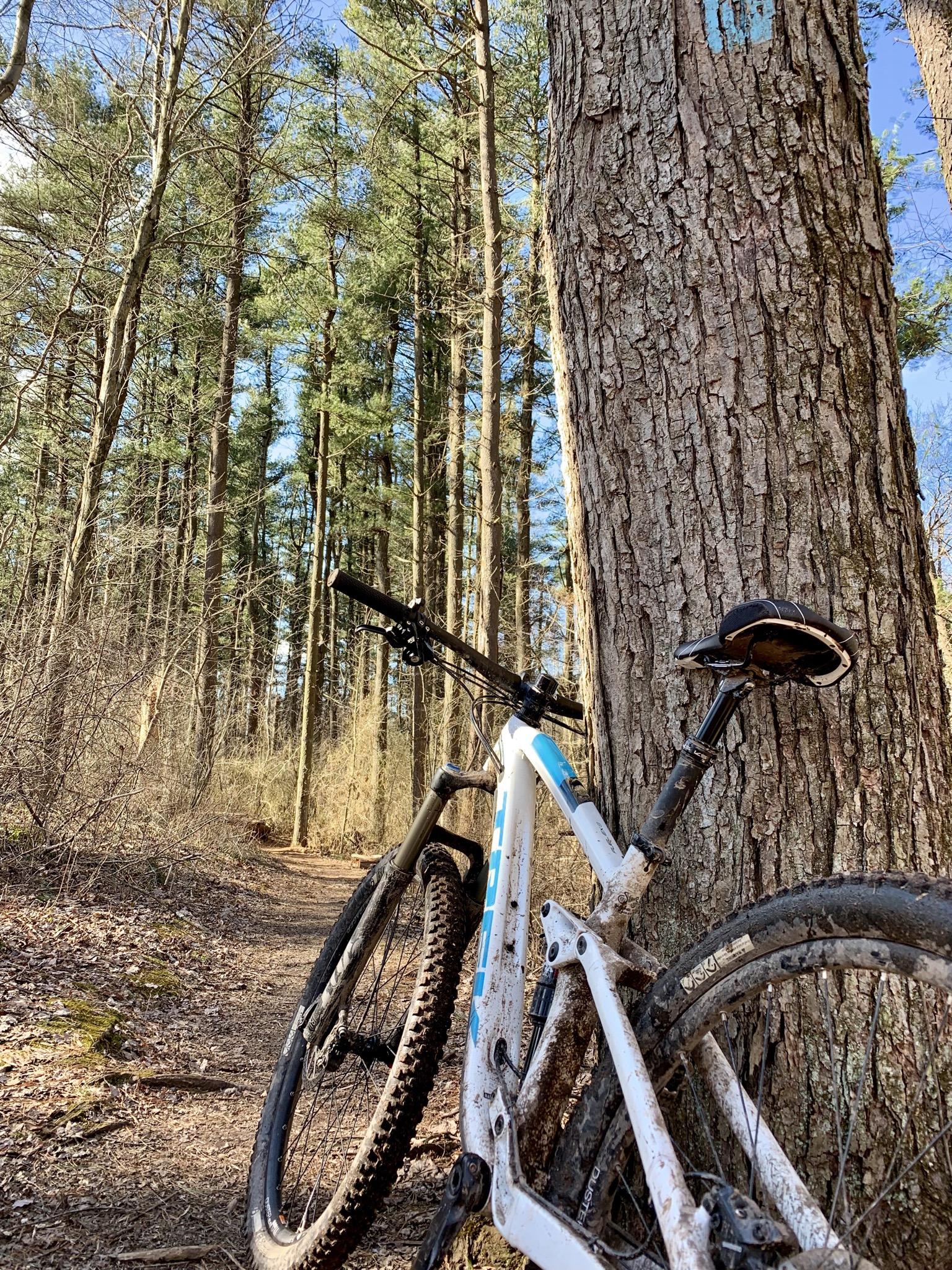 Trek Fuel EX 8: A mountain bike resting against a large tree in a wooded area, with tall pine trees in the background and a clear blue sky above. The bike has mud on its frame and tires, indicating recent use on a dirt trail.