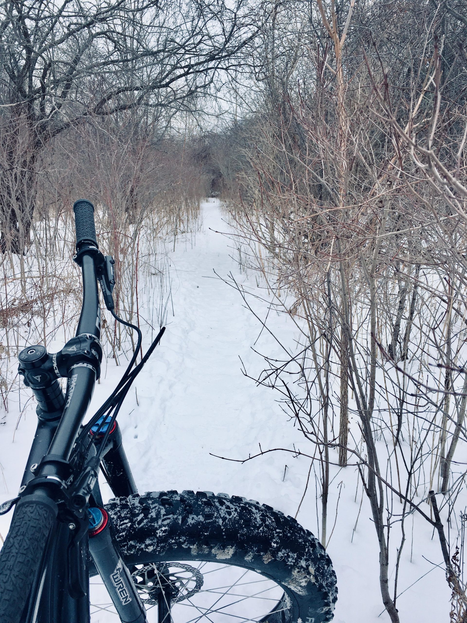 A mountain bike with wide tires is positioned at the forefront, overlooking a snowy trail surrounded by thin, leafless bushes and trees. The path is partially visible, leading into a forested area under a cloudy sky. Western University trails mountain bike trail.