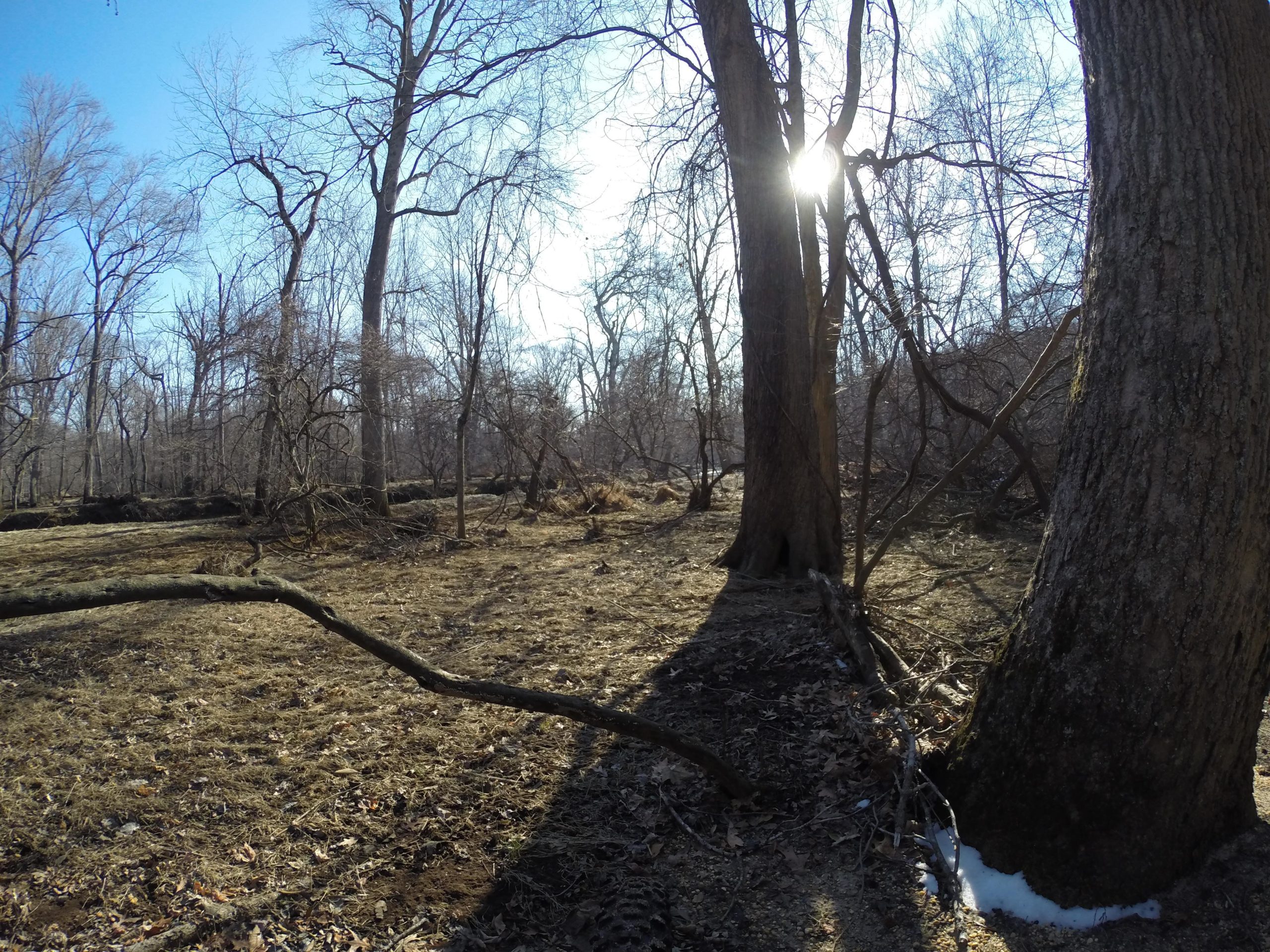 A serene woodland scene with bare trees in early spring, bathed in soft sunlight. The ground is mostly bare with patches of grass and scattered twigs, and some remnants of snow can be seen at the base of the trees. The sunlight filters through the branches, creating a peaceful, natural atmosphere. Allaire State Park mountain bike trail.