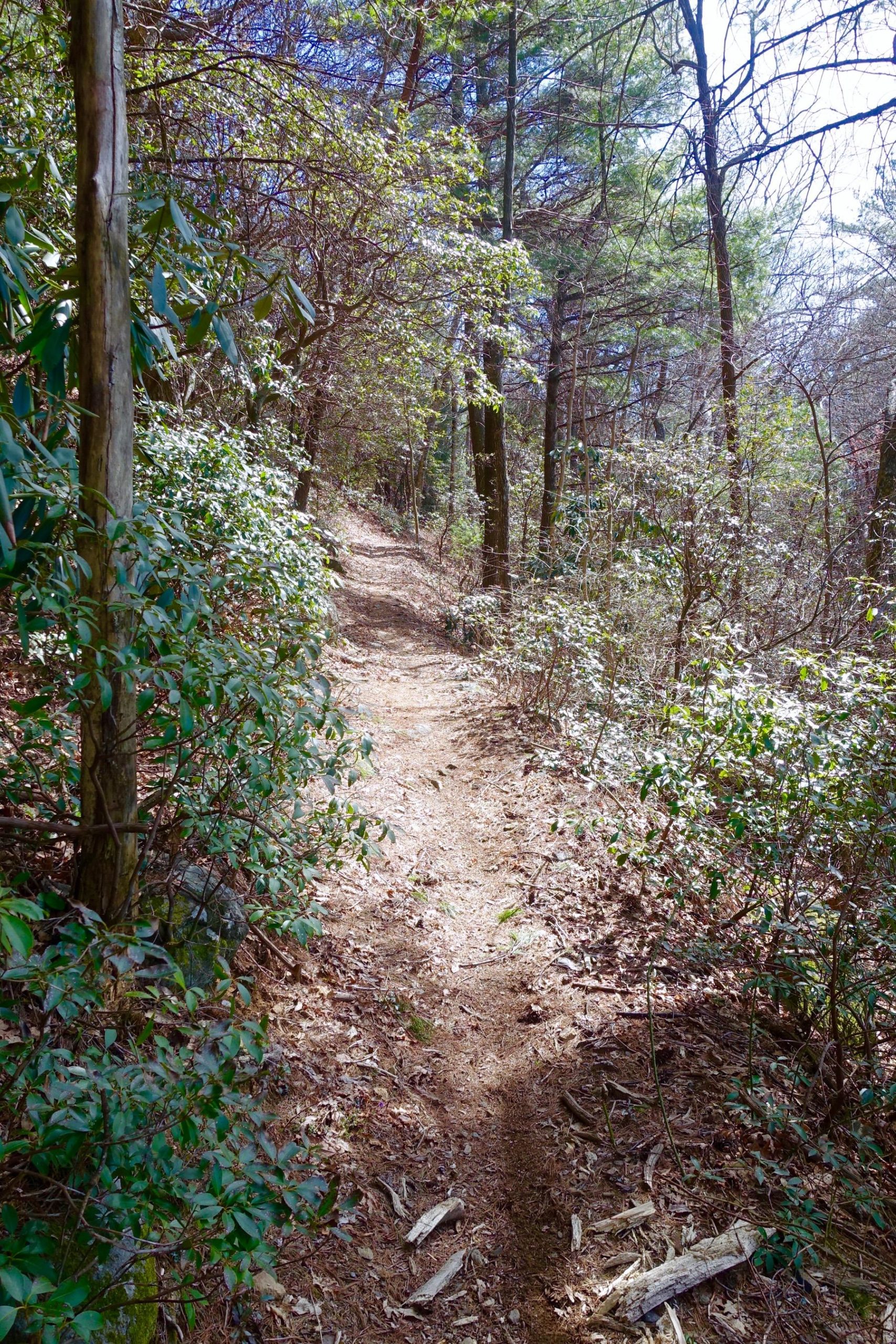 A narrow, winding dirt path through a wooded area, lined with green bushes and trees, with sunlight filtering through the leaves. The ground is covered with dried leaves and small branches, creating a natural and serene hiking trail. Windy Gap Trail mountain bike trail.