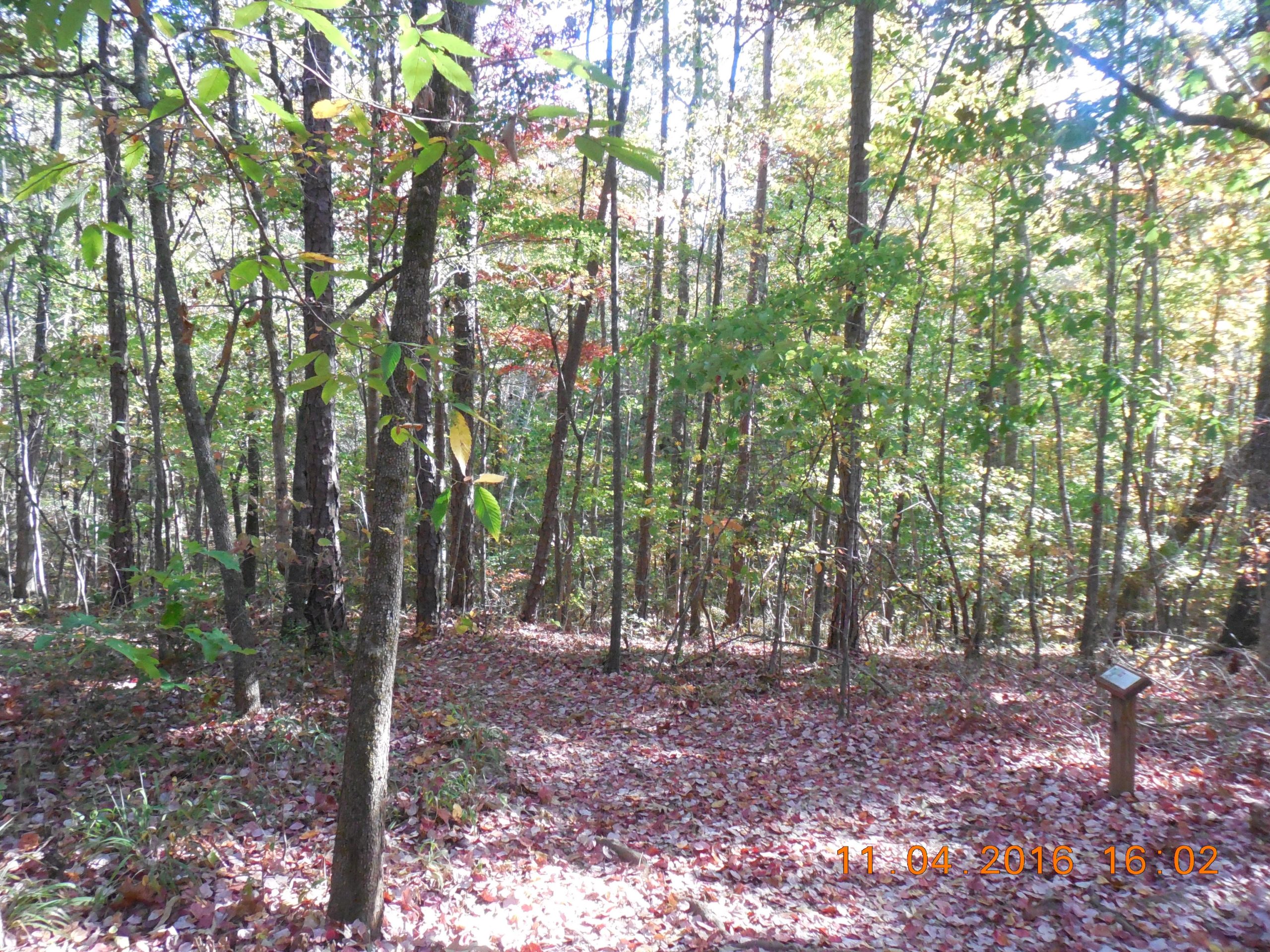 A serene forest scene featuring tall trees with vibrant green leaves and patches of colorful fall foliage. The ground is covered in a blanket of fallen leaves, creating a picturesque autumn landscape. A small informational sign can be seen along the path, indicating a nature trail. Soft sunlight filters through the trees, illuminating the peaceful surroundings. Swayback Bridge Trail mountain bike trail.