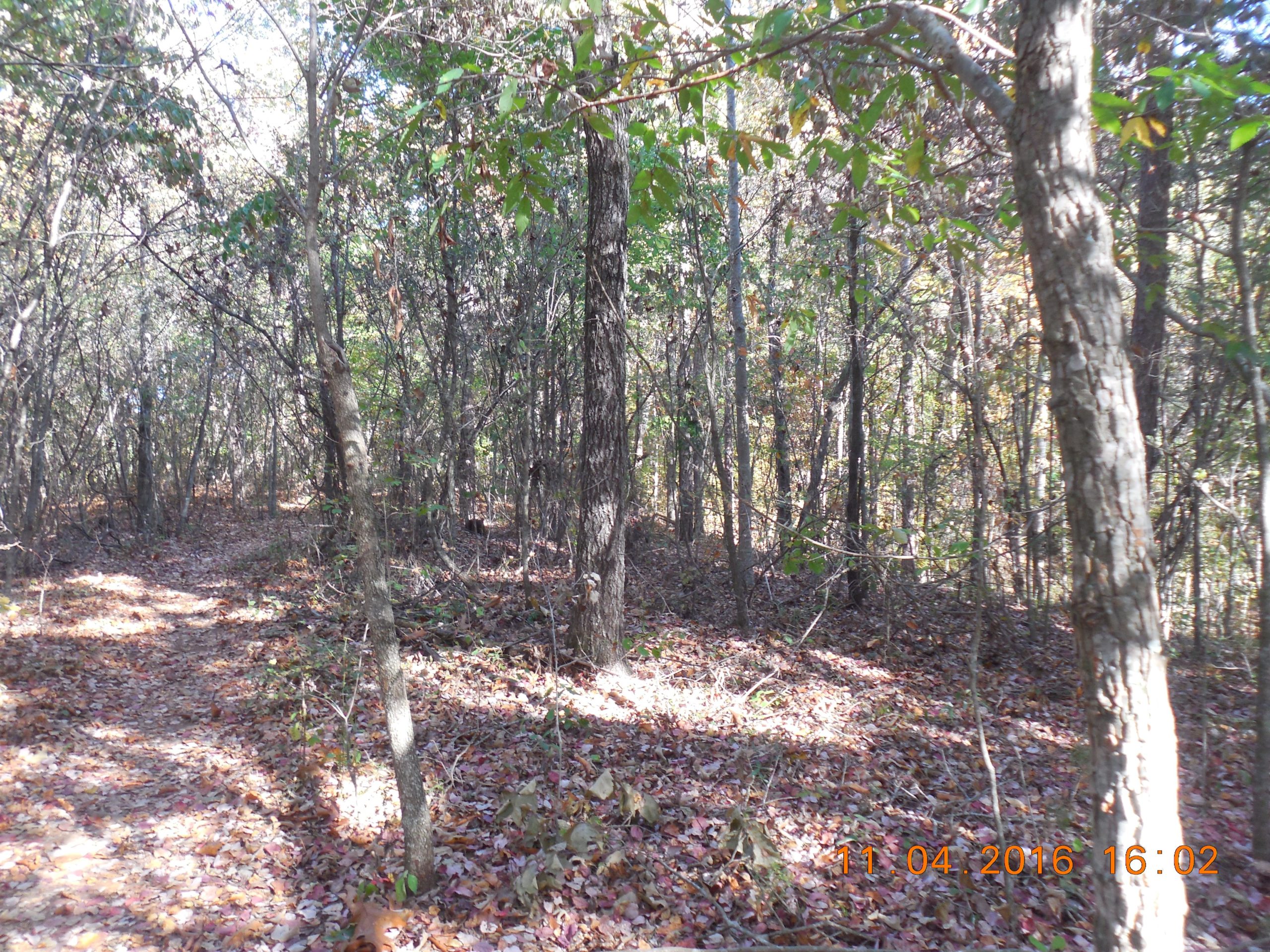 A sunlit forest trail surrounded by trees, with scattered autumn leaves on the ground. The scene captures the tranquility of nature, showcasing a pathway meandering through the dense woods. Swayback Bridge Trail mountain bike trail.
