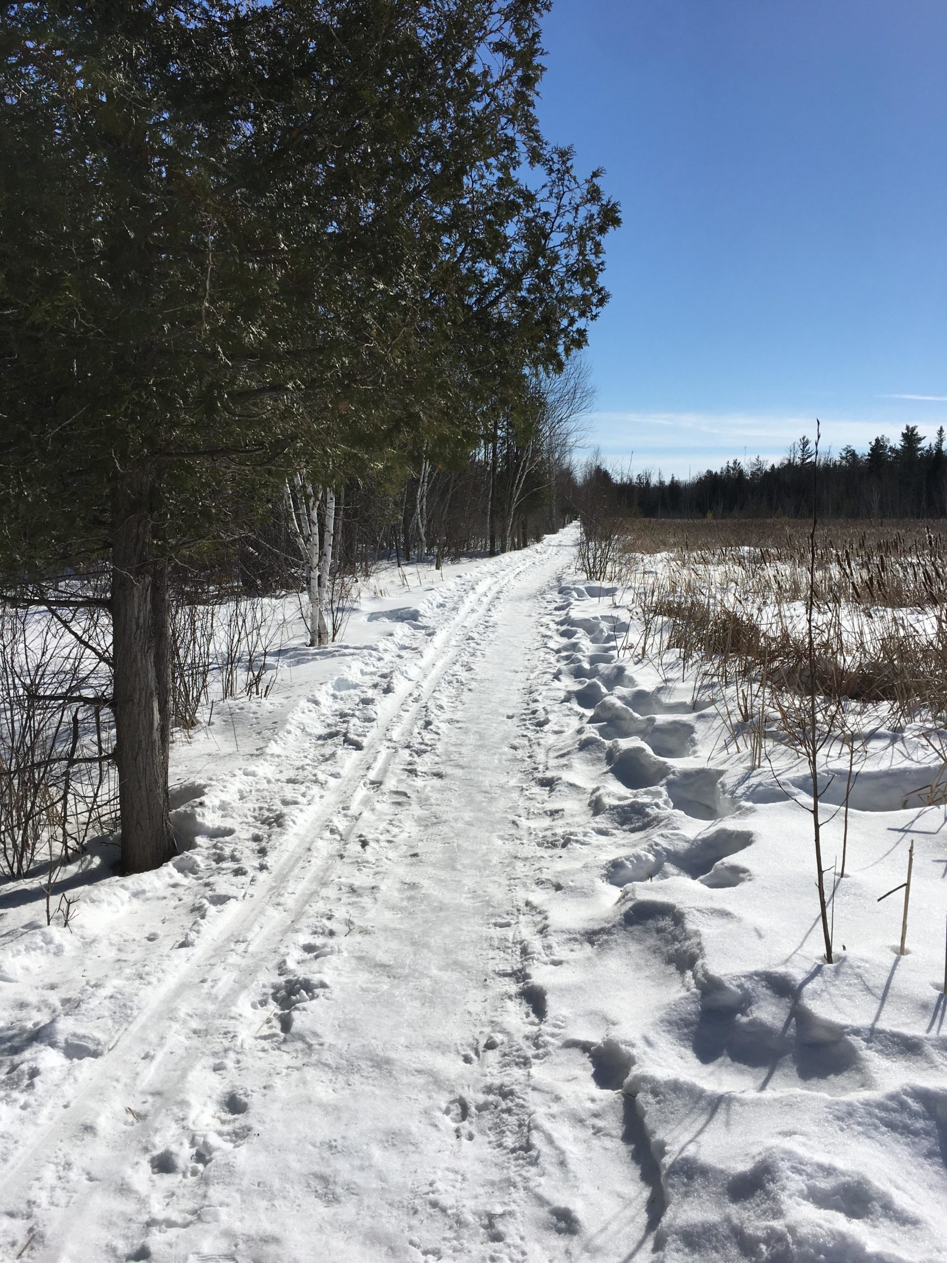 A snow-covered path winding through a winter landscape, bordered by trees on the left and tall grasses on the right. The bright blue sky above contrasts with the white snow, creating a serene outdoor scene. Footprints and ski tracks are visible in the snow along the trail. Stony Swamp Conservation Area Trails mountain bike trail.