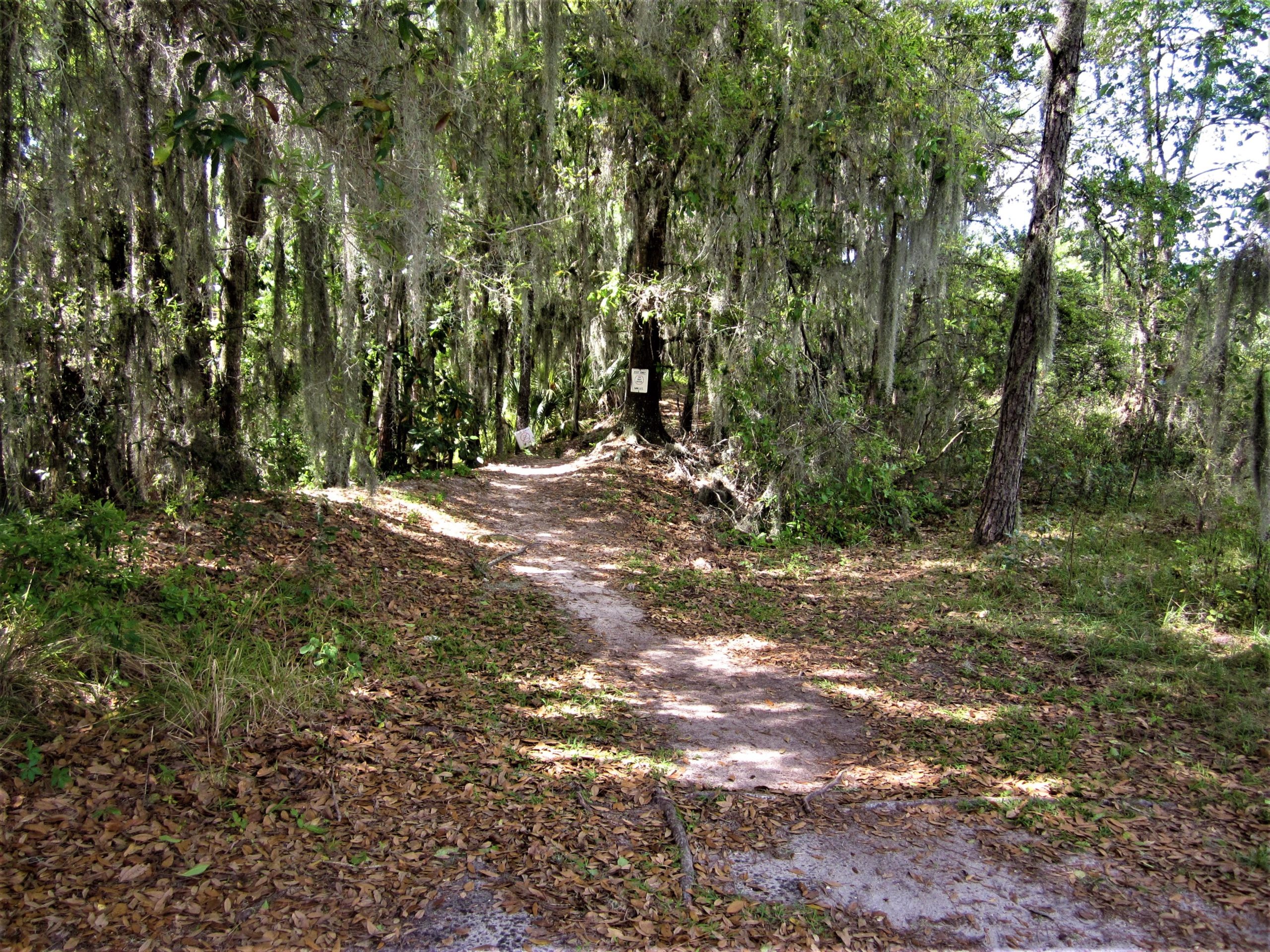 A winding dirt path leads through a wooded area, flanked by trees draped with Spanish moss. The ground is covered in fallen leaves, and patches of green underbrush can be seen alongside the trail. Sunlight filters through the canopy, creating a serene and natural atmosphere. Spider Berm mountain bike trail.