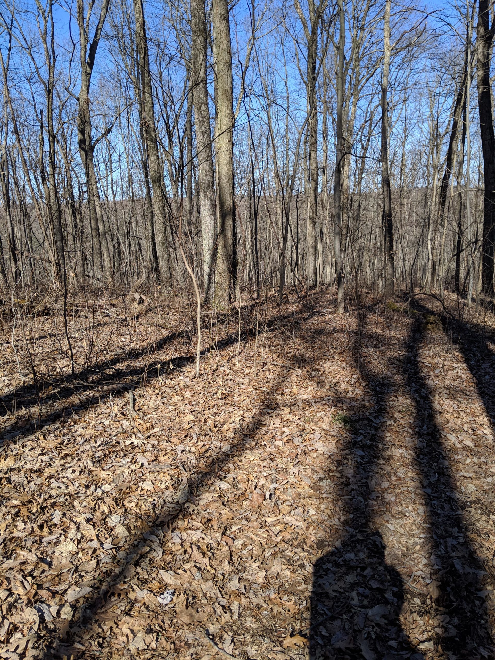 A forest scene with bare trees and a blanket of dried leaves covering the ground. The blue sky is visible through the branches, casting long shadows on the ground. Gunpowder to Hemlock mountain bike trail.