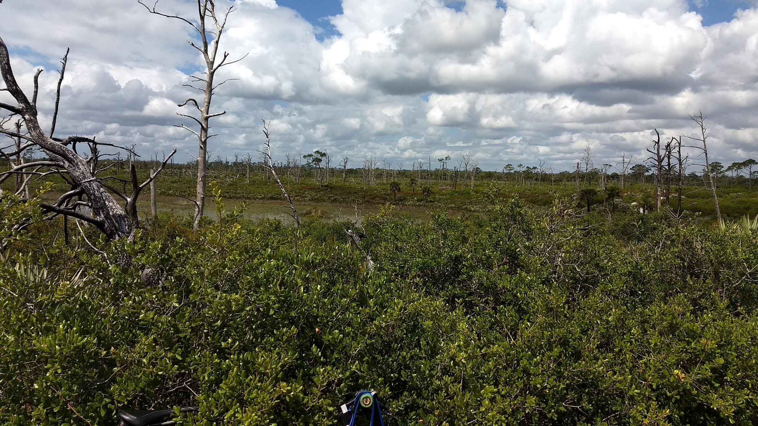 A landscape view of a wetland area featuring green foliage in the foreground and sparse, leafless trees in the background under a cloudy sky. The scene depicts a mix of vegetation types, including low shrubs and dead trees, with a hint of water visible in the distance. Jonathan Dickinson State Park mountain bike trail.