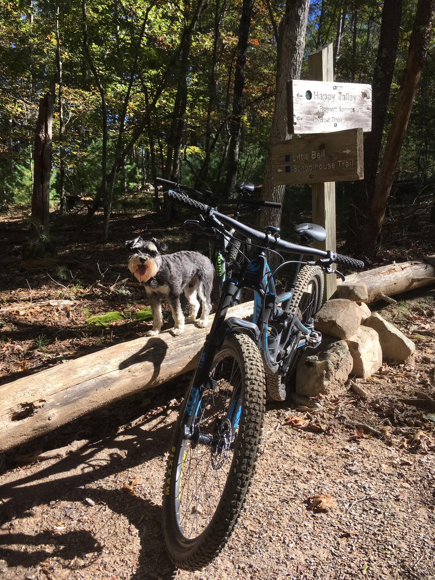 Pivot Mach 4: A mountain bike is parked next to a wooden signpost in a wooded area, indicating various trails. A small dog stands on a log nearby, surrounded by autumn foliage. Sunlight filters through the trees, creating a warm, inviting atmosphere.
