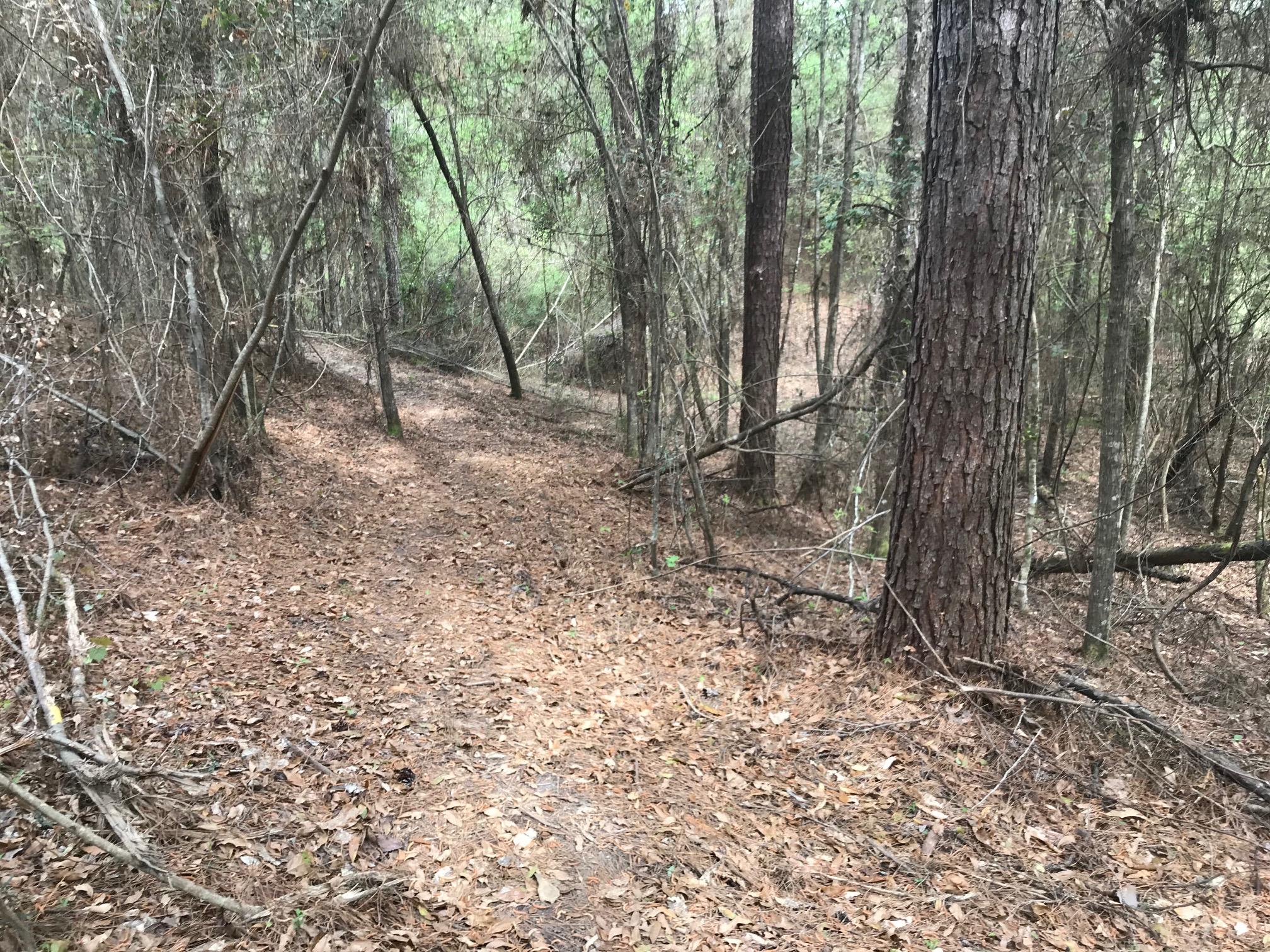 A dirt path winding through a densely wooded area, surrounded by tall trees and scattered fallen leaves. The scene depicts a tranquil natural setting with a mixture of greenery and dry vegetation. Bogue Chitto State Park mountain bike trail.