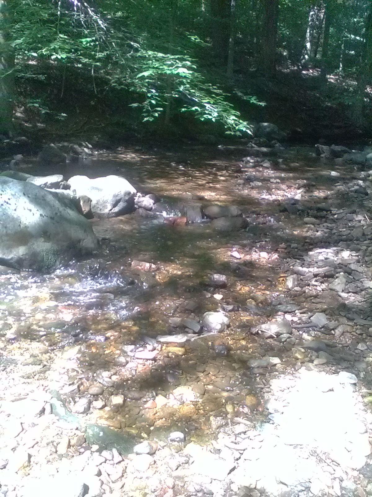 A serene view of a shallow stream flowing over smooth rocks, surrounded by lush green foliage and trees. Sunlight filters through the leaves, casting gentle shadows on the water and pebbled riverbed. Brandywine State Park mountain bike trail.