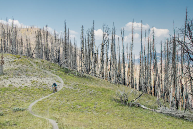 A mountain biker rides along a winding dirt trail through a landscape of charred trees and fresh greenery after a wildfire. The scene is set against a backdrop of blue skies and distant mountains.