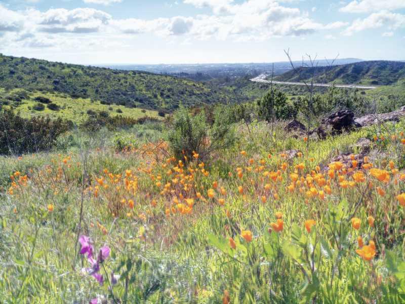 A scenic landscape featuring a grassy hillside covered with vibrant orange wildflowers and a few purple flowers. In the background, rolling green hills lead up to a distant view of a road and urban area under a partly cloudy sky. Mission Trails mountain bike trail.
