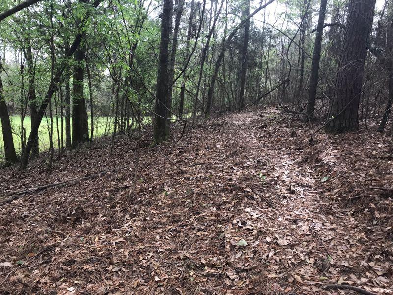 A narrow dirt path winds through a wooded area, surrounded by tall trees and scattered leaves on the ground. Sunlight filters through the branches, illuminating patches of green grass in the distance. Bogue Chitto State Park mountain bike trail.