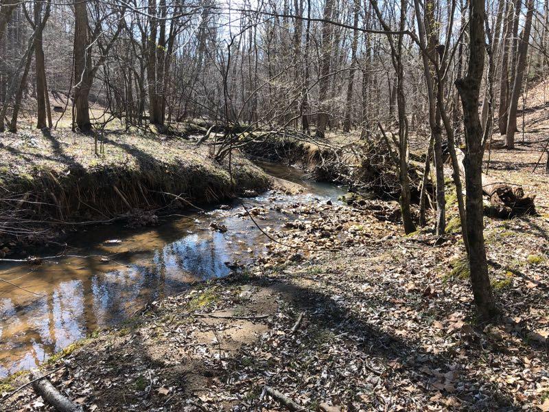 A serene forest scene featuring a shallow creek winding through a wooded area. The landscape is dotted with leafless trees and a carpet of fallen leaves on the ground, reflecting the early spring season. Sunlight filters through the branches, casting gentle shadows on the water. Cedar Ridge Chatmoss mountain bike trail.