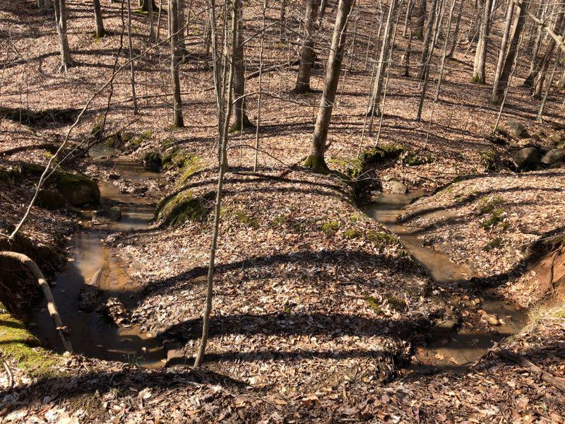 A serene forest scene featuring a small, winding creek surrounded by leaf-strewn ground. Bare trees with thin branches create shadows on the earthy landscape, showcasing the tranquility of an early spring day. Cedar Ridge Chatmoss mountain bike trail.