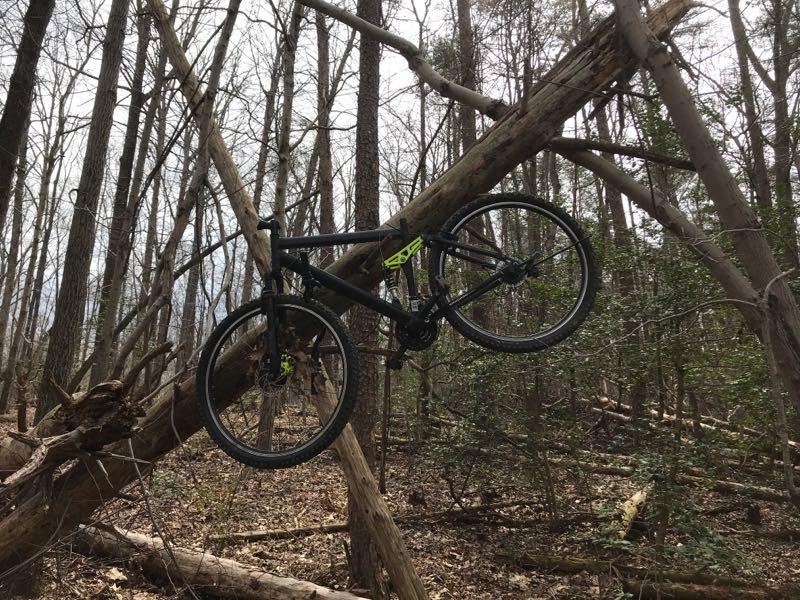 A black mountain bike is perched on a fallen tree in a dense forest, surrounded by bare trees and scattered leaves on the ground. The scene captures a quiet, natural environment. Lake Fairfax mountain bike trail.