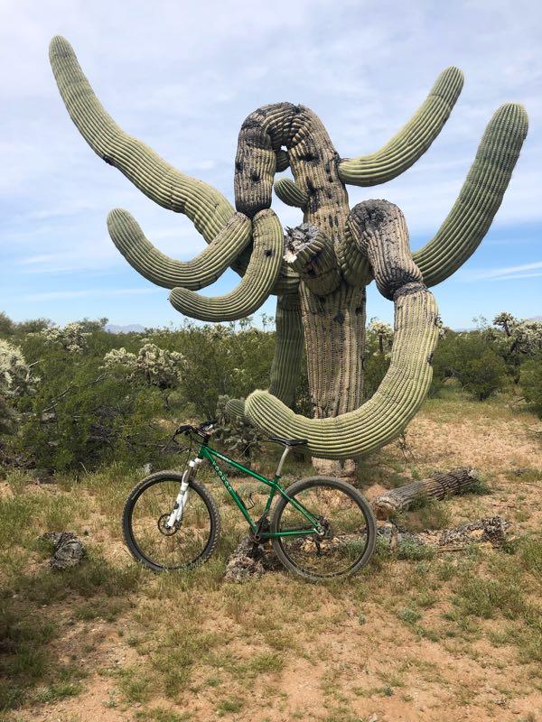 A large and uniquely shaped saguaro cactus with multiple curving arms stands in a desert landscape, next to a green mountain bike resting on the ground. The scene features a mix of desert vegetation and a cloudy sky. Fantasy Island mountain bike trail.
