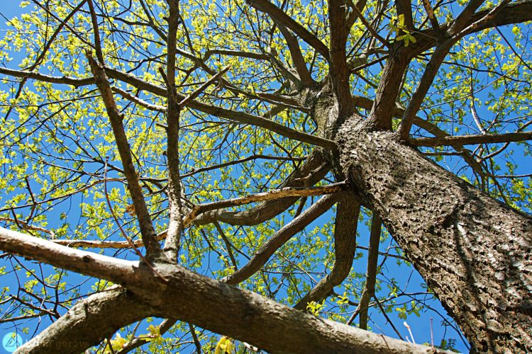 A close-up view of a tree's trunk and branching structure, featuring fresh green leaves against a clear blue sky. The perspective is looking upwards, showcasing the intricate network of branches extending from the thick trunk.