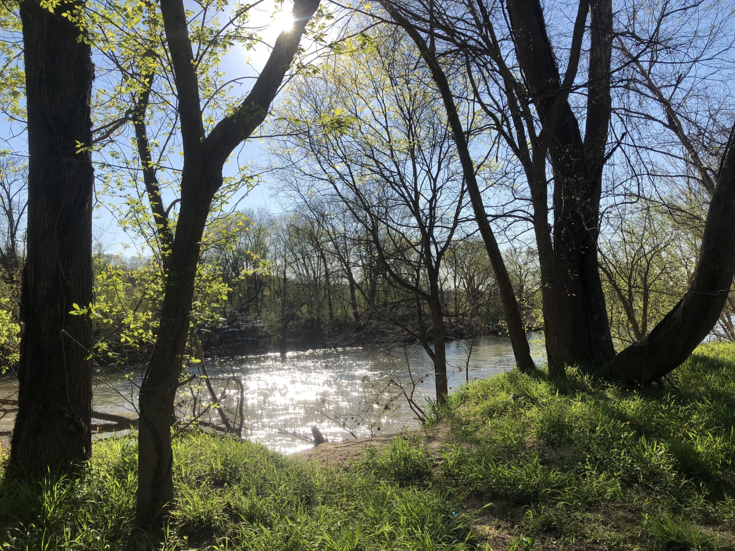 A peaceful river scene surrounded by trees in early spring. Sunlight filters through the leaves, casting a warm glow on the water, which reflects shimmering light. The grassy bank leads to the gently flowing river, creating a tranquil natural setting. Angler's Ridge mountain bike trail.