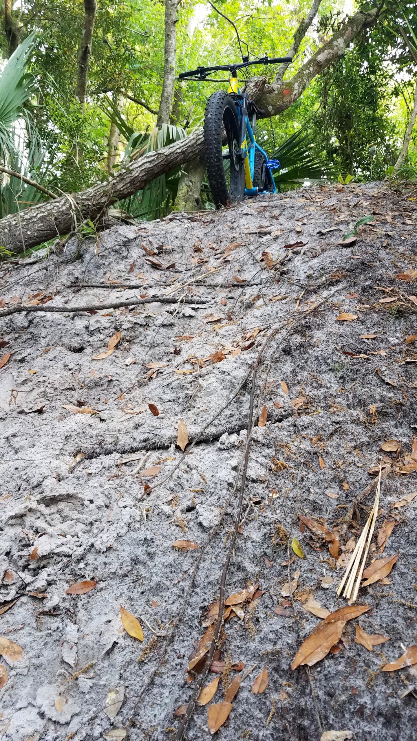 A mountain bike resting on a sandy trail with a fallen tree and surrounding greenery in a forested area. Fallen leaves and twigs are scattered across the ground. Kathryn Abby Hanna Park mountain bike trail.