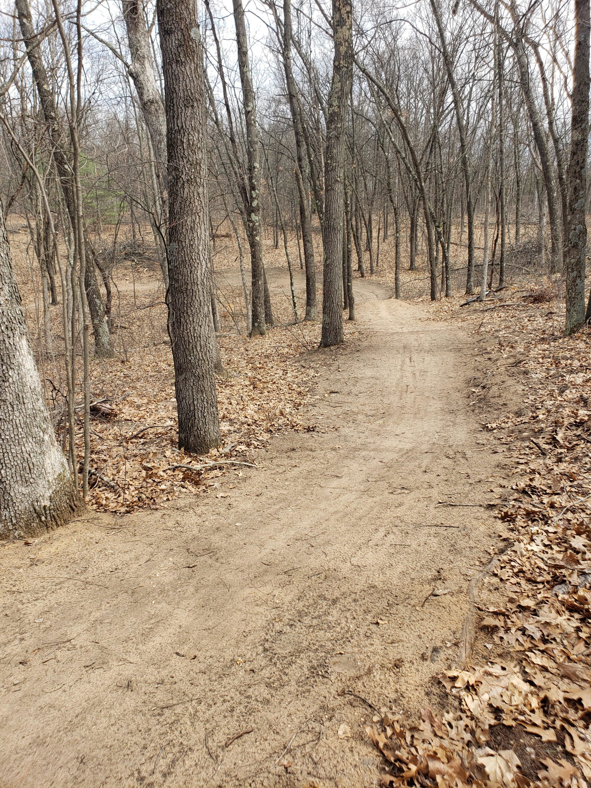 A winding dirt path through a forest with bare trees and fallen leaves, depicting a tranquil natural setting. Mosquito Creek mountain bike trail.