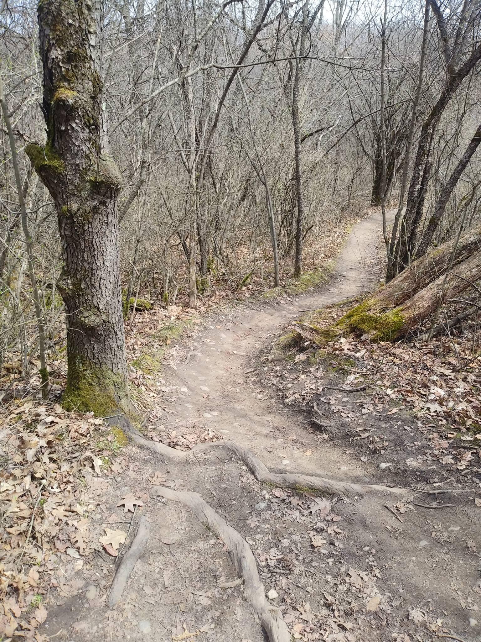 Winding dirt trail through a leaf-strewn forest with bare trees and visible tree roots along the path. The scene captures the tranquility of a natural setting in early spring or late fall. Island Lake mountain bike trail.