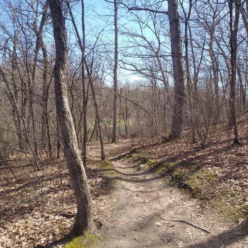 A winding dirt path meanders through a sparse forest, flanked by tall, bare trees. The ground is covered with fallen leaves and patches of green moss, while a hint of greenery is visible in the distance under a clear blue sky. The scene conveys a tranquil and natural outdoor environment. Island Lake mountain bike trail.