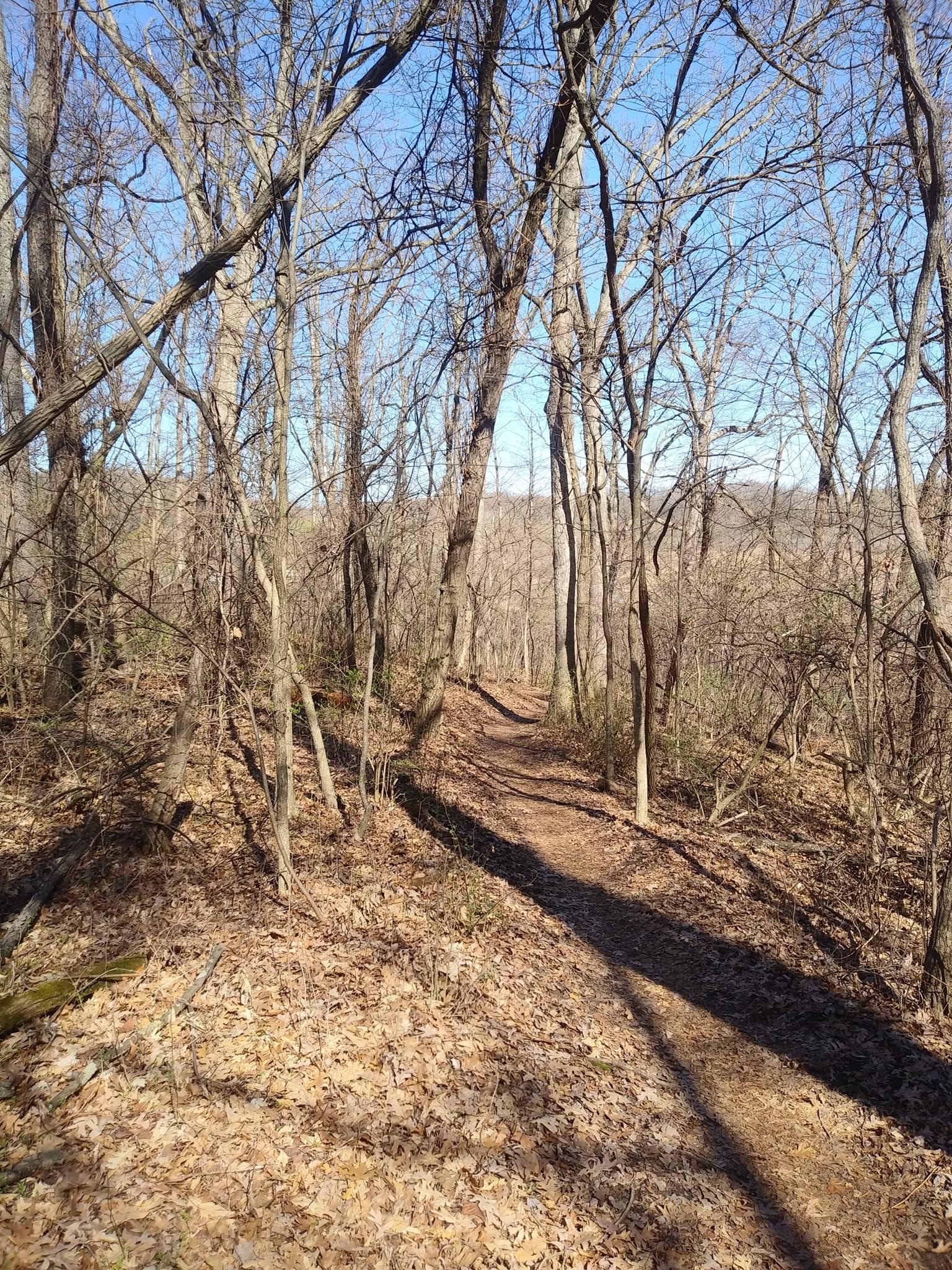 A narrow dirt path winding through a wooded area, surrounded by bare trees and fallen leaves. The sky is clear and blue, indicating a bright day. Island Lake mountain bike trail.