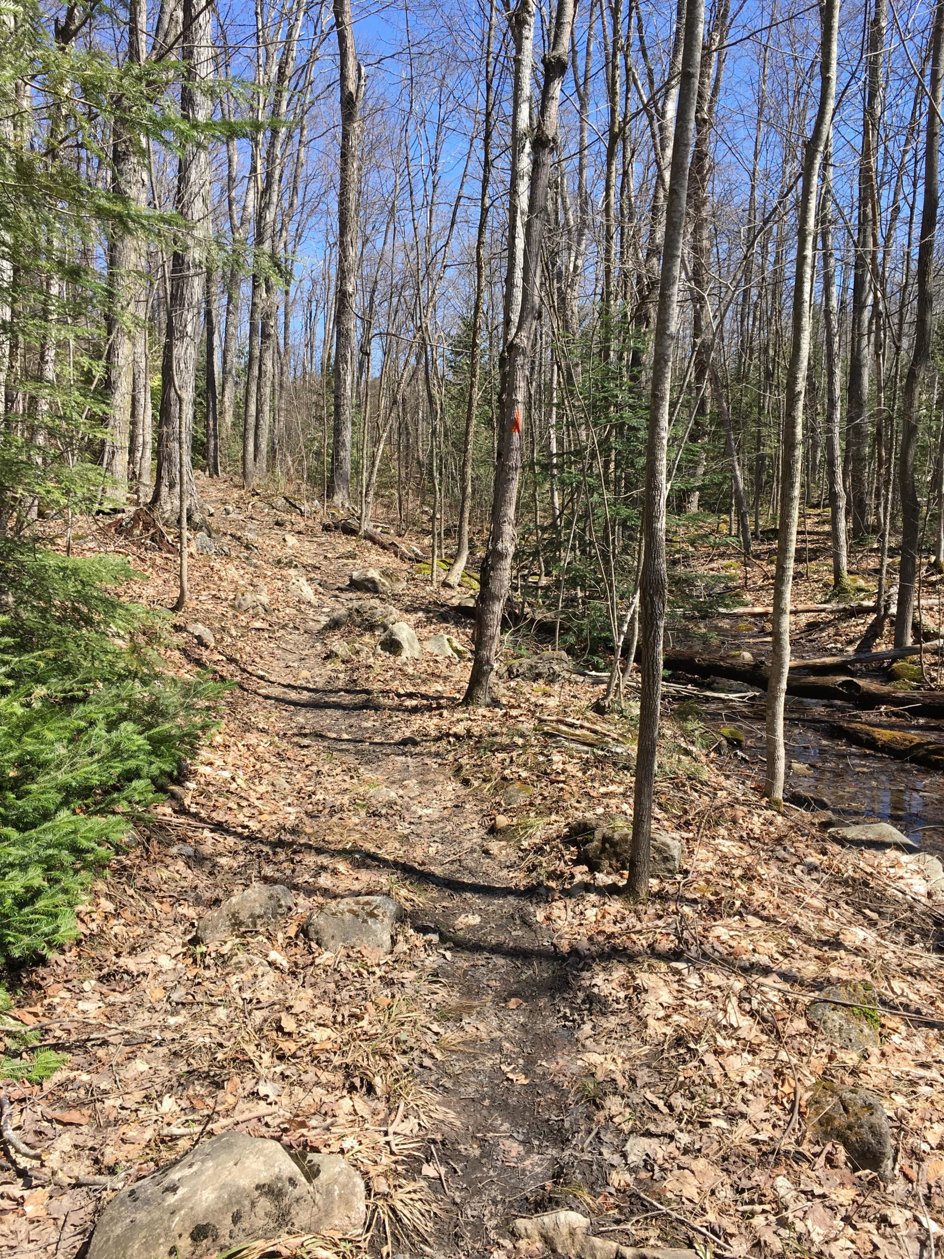 A winding dirt path through a forest, surrounded by tall, leafless trees and patches of green foliage. The ground is covered with dried leaves and rocks, and a clear blue sky is visible above. A small stream runs alongside the trail. Kolapore Uplands mountain bike trail.