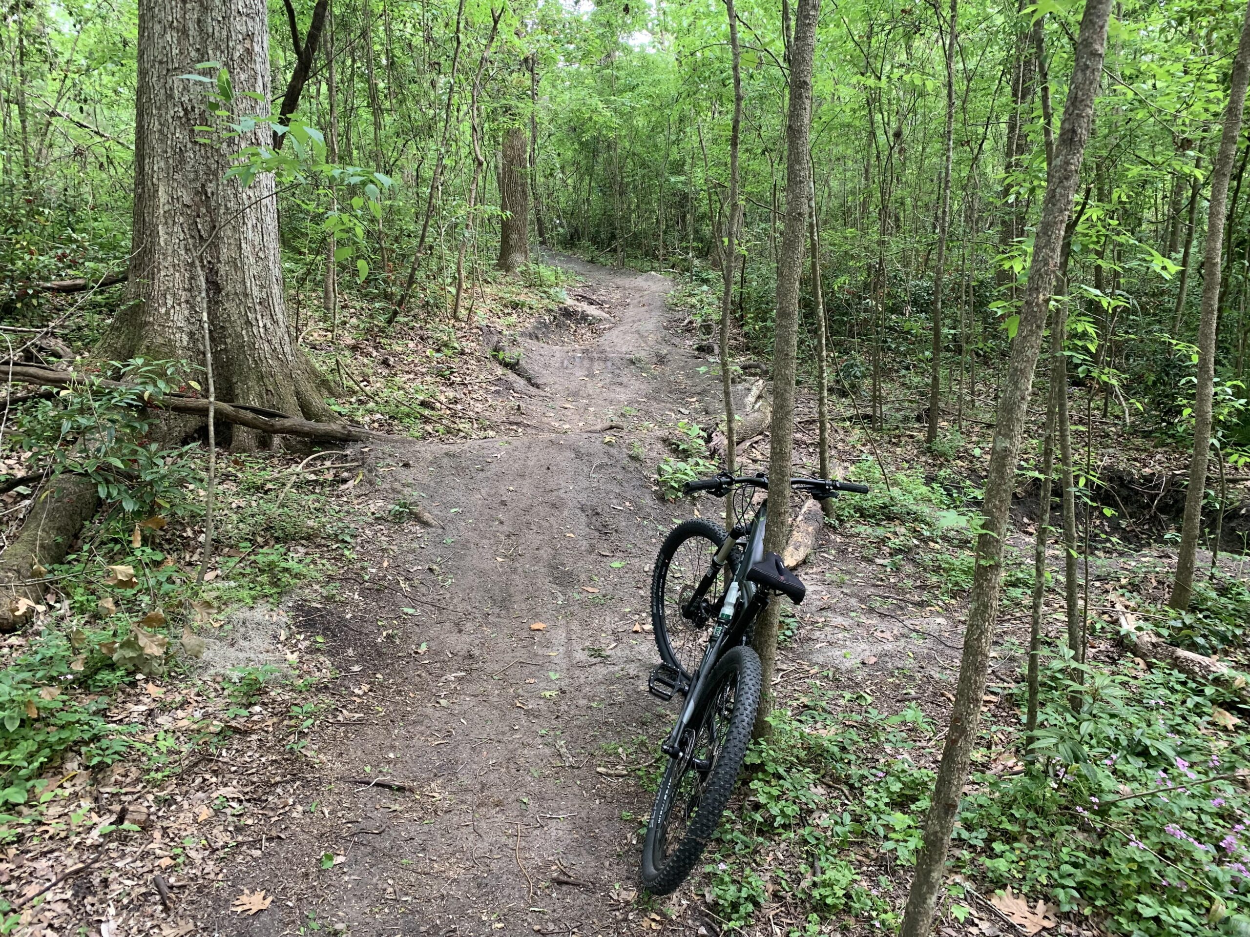 Cannondale Habit: A mountain bike propped against a tree on a dirt trail surrounded by lush green vegetation in a forest setting.