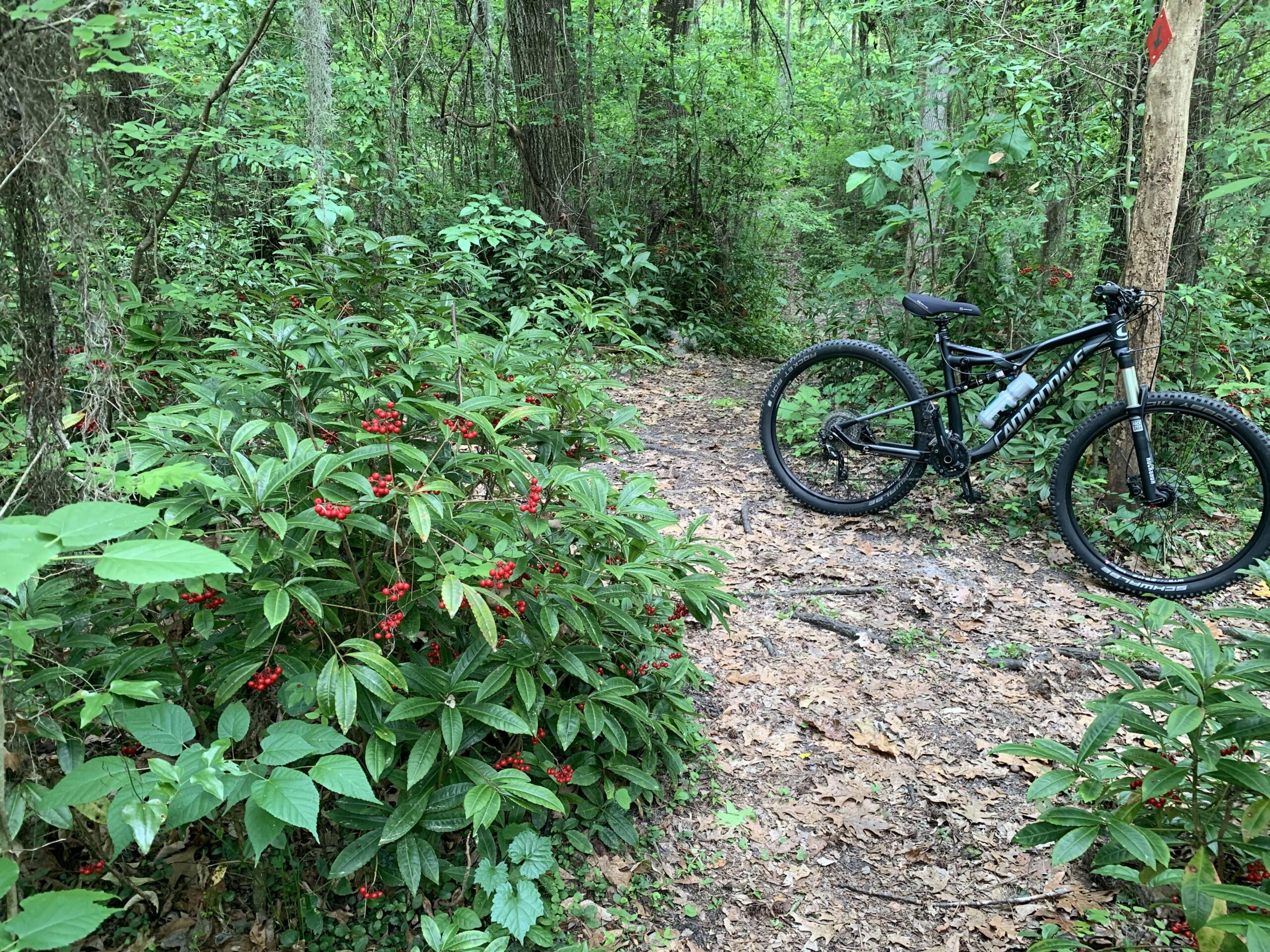 Cannondale Habit: A mountain bike resting on a dirt path surrounded by lush greenery and vibrant red berries in a forested area.