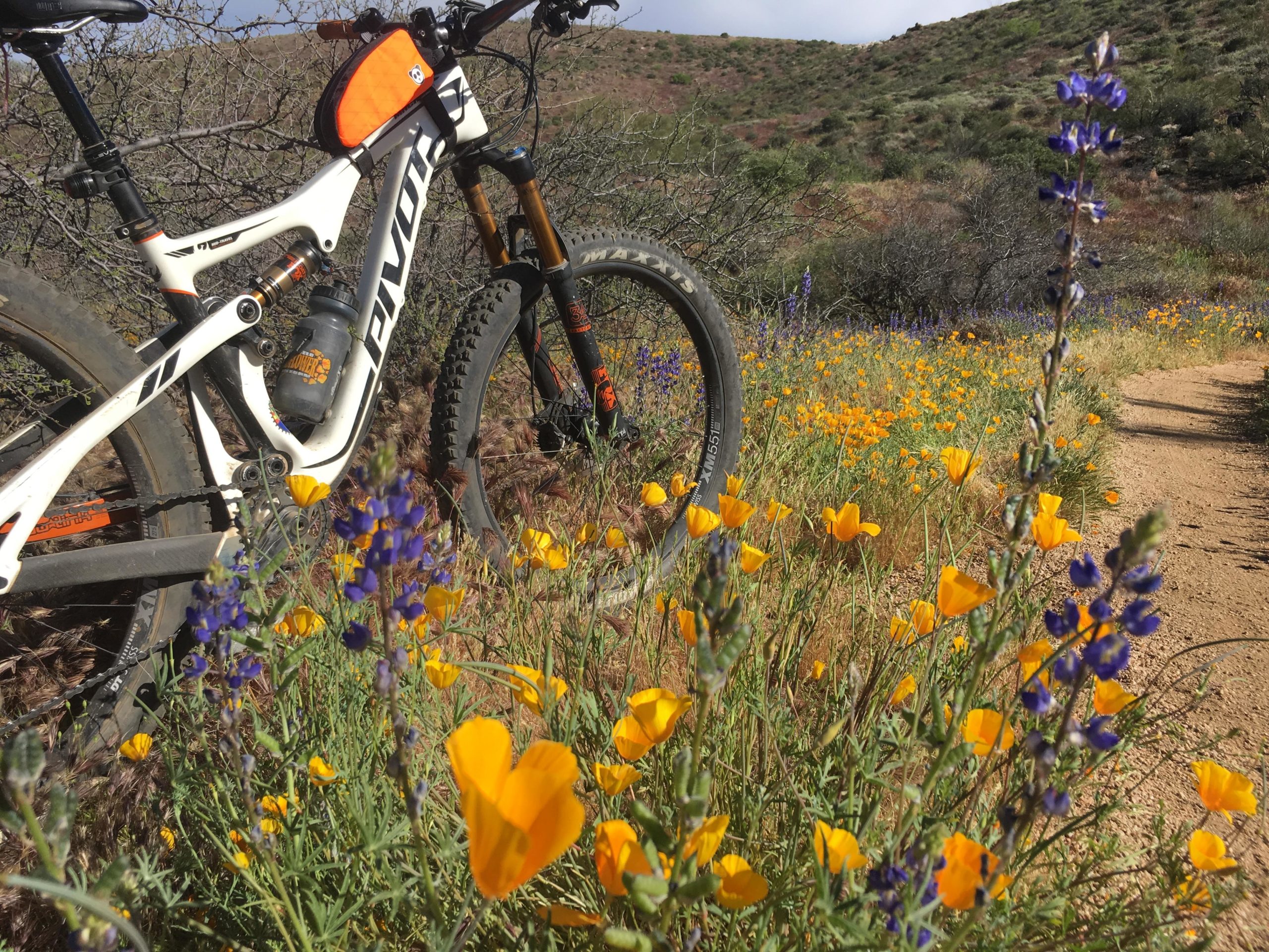 A mountain bike parked on a dirt path surrounded by vibrant wildflowers, including yellow poppies and purple lupines, with rolling hills in the background under a partly cloudy sky. Pima Road and Dynamite Blvd mountain bike trail.